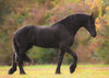 Know Your Horses