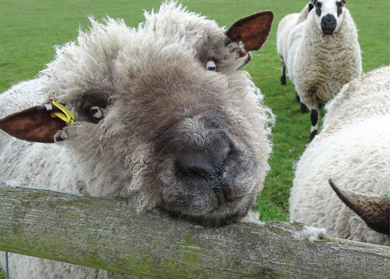 Know Your Sheep