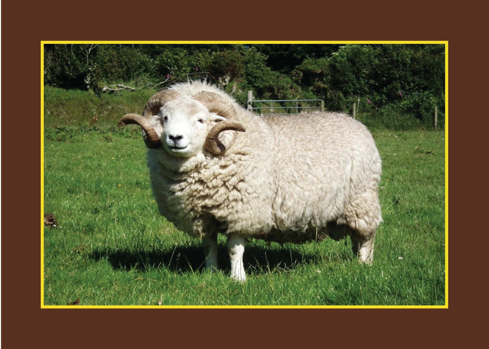 Know Your Sheep
