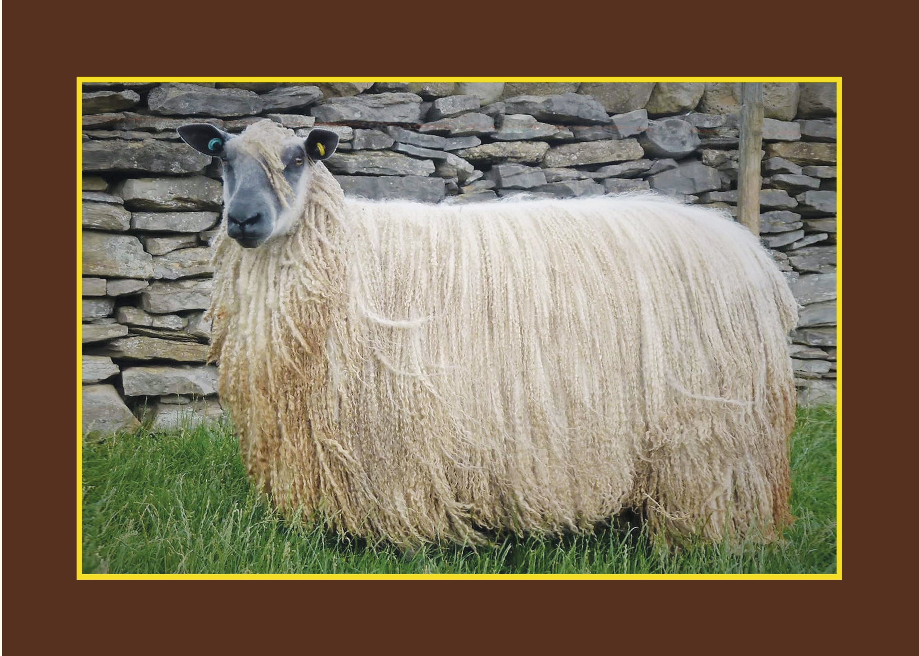 Know Your Sheep