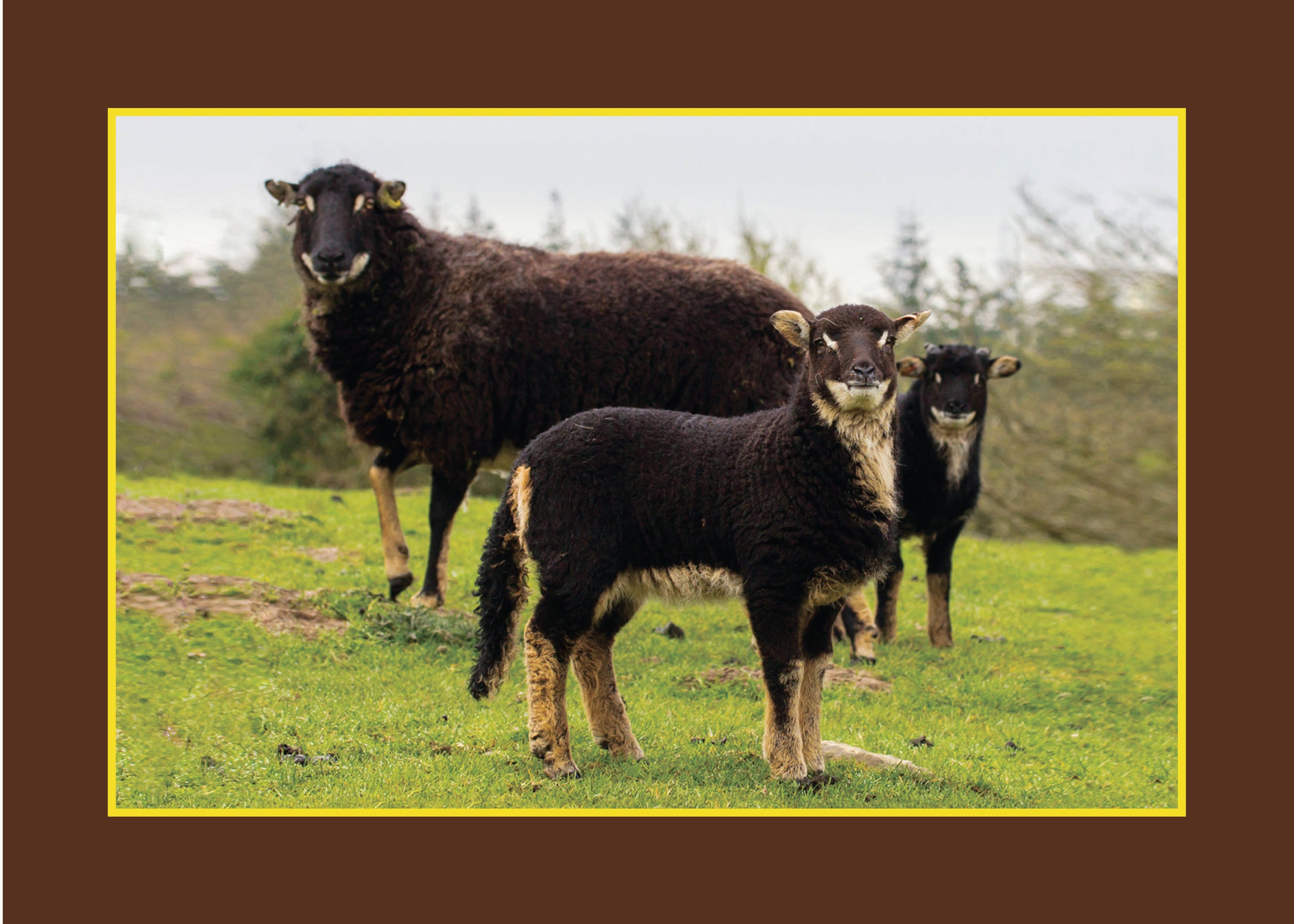 Know Your Sheep