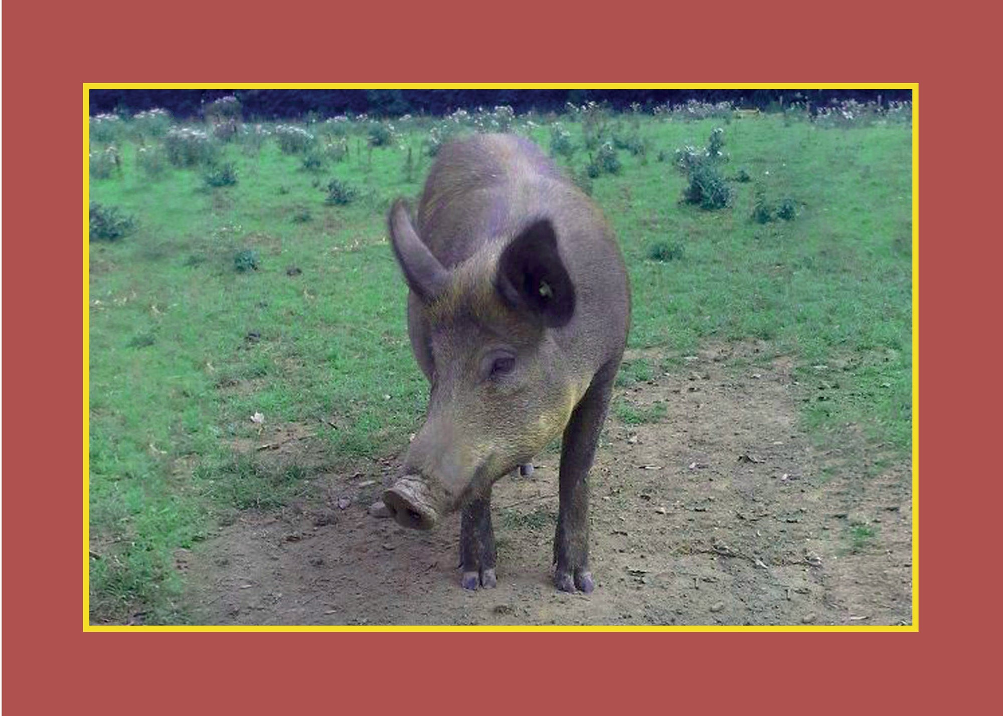Know Your Pigs
