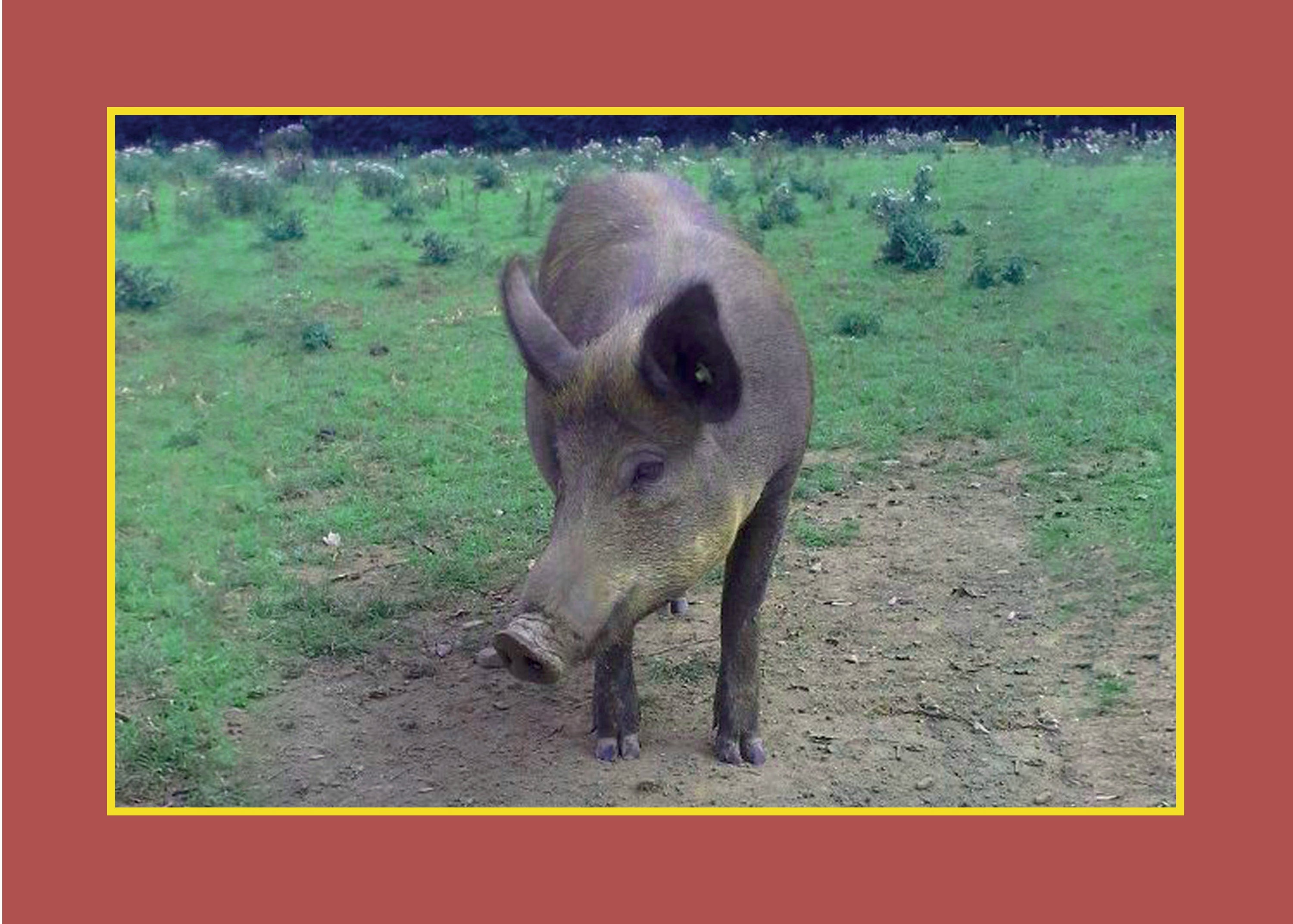 Know Your Pigs