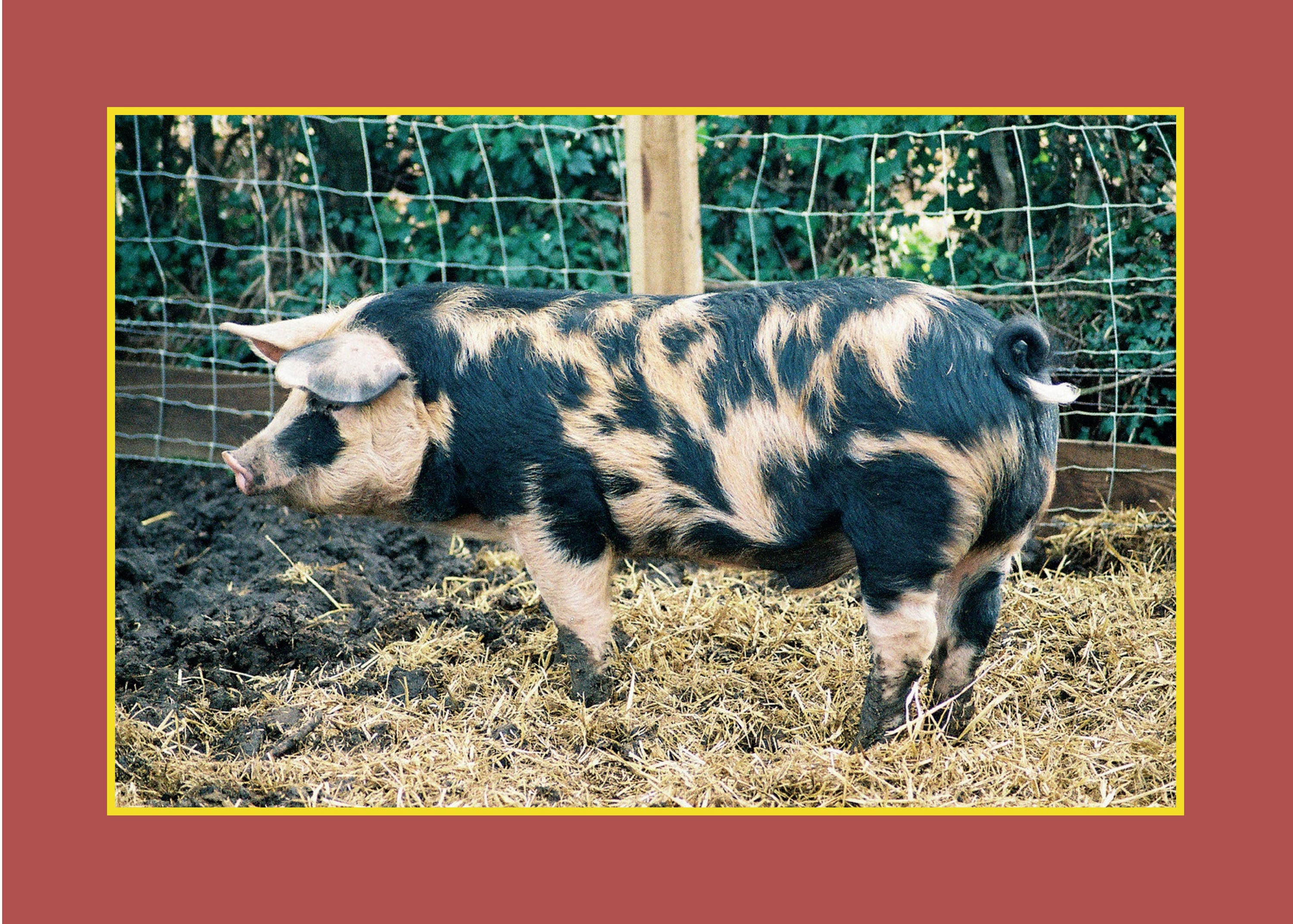 Know Your Pigs