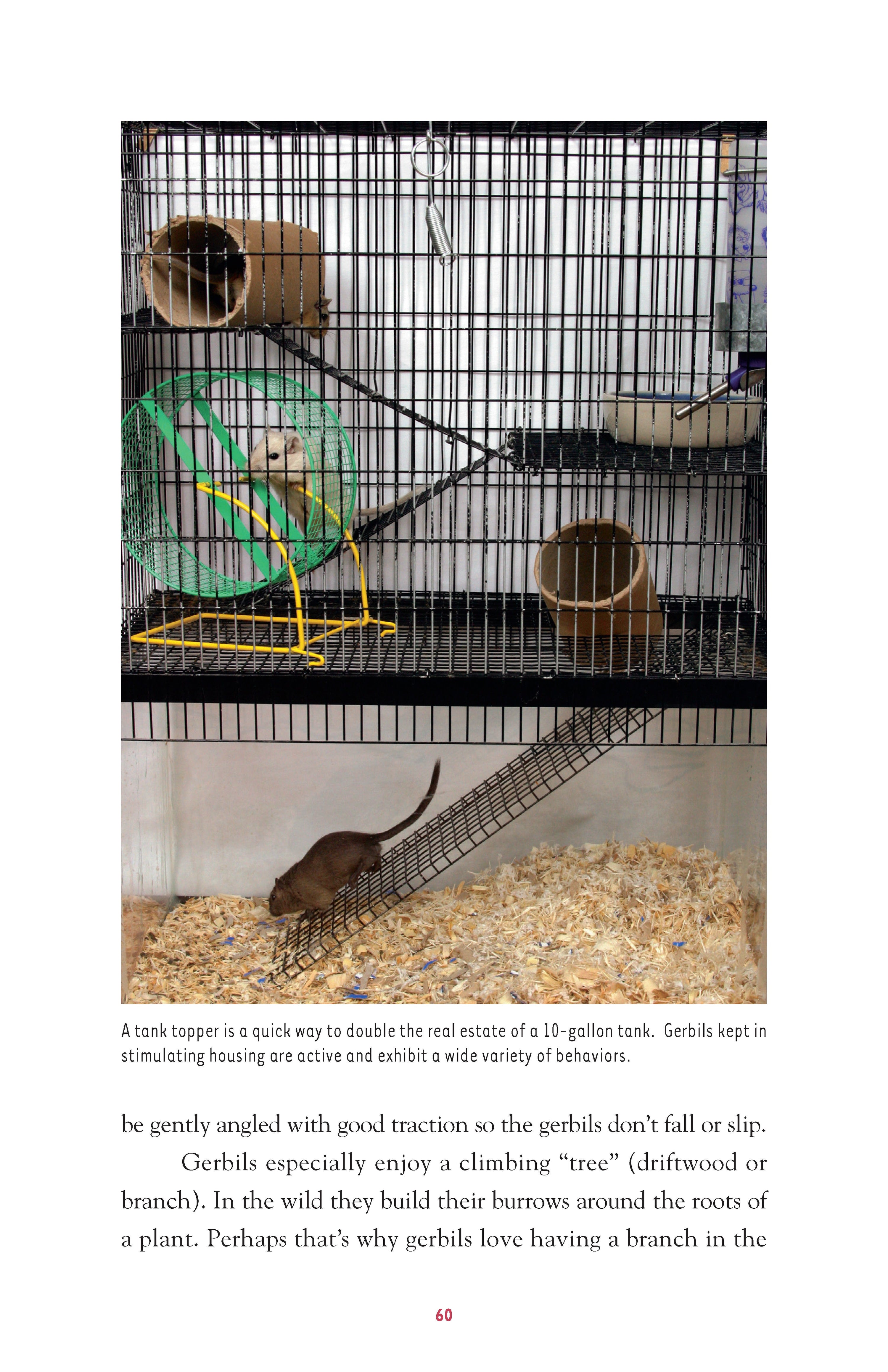 Gerbils