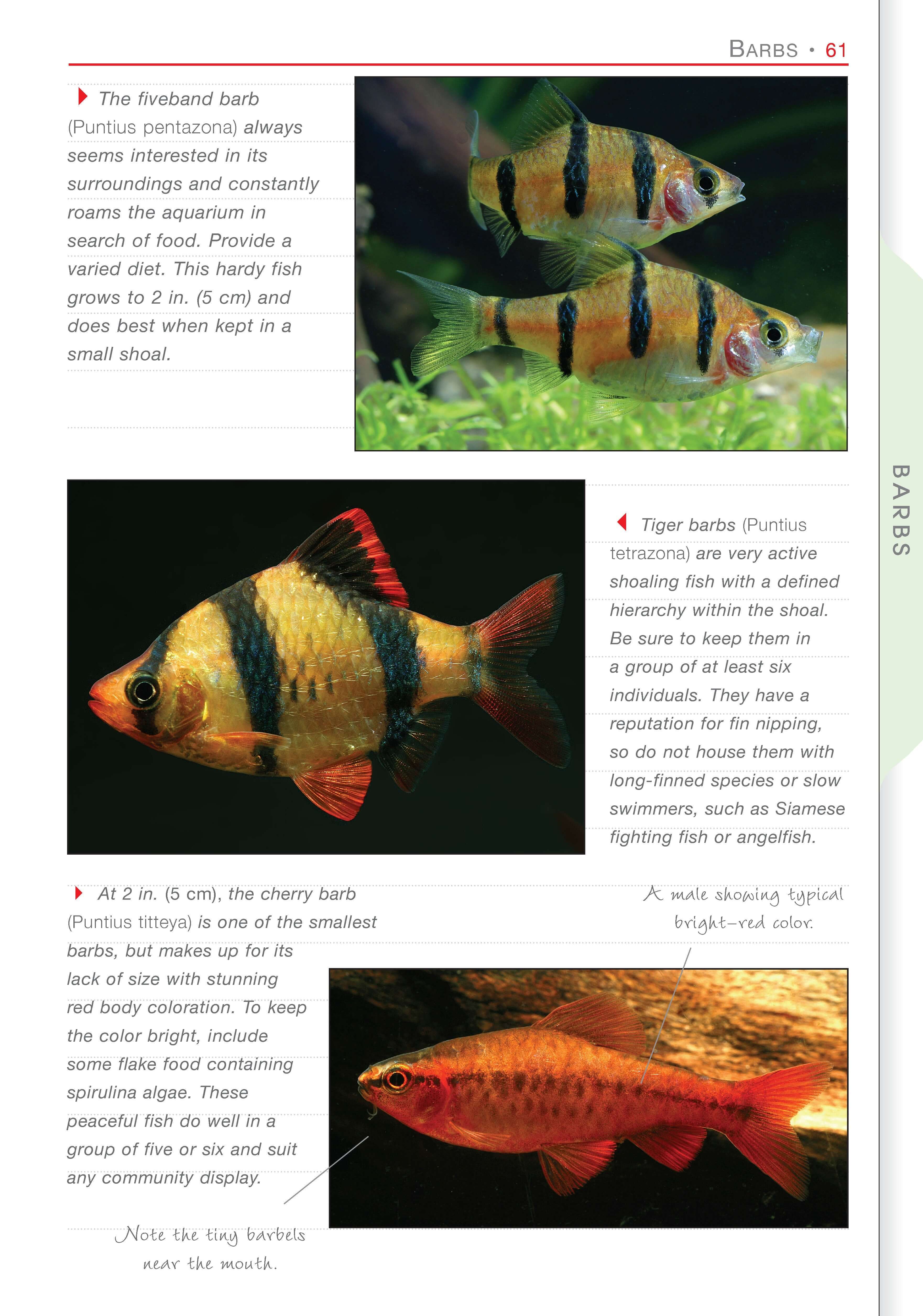 Freshwater Aquariums