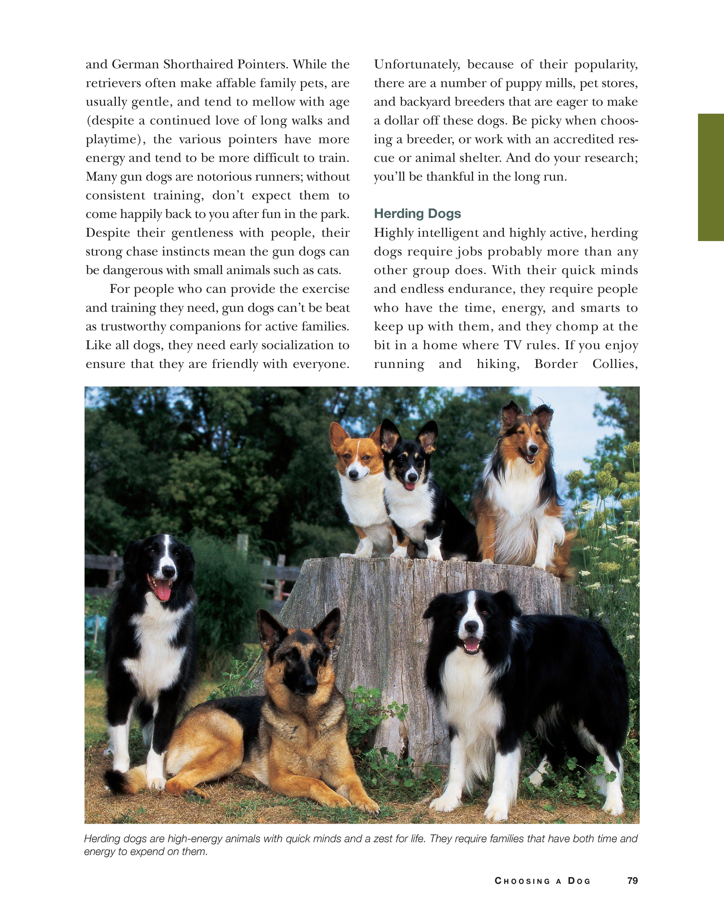 Original Dog Bible