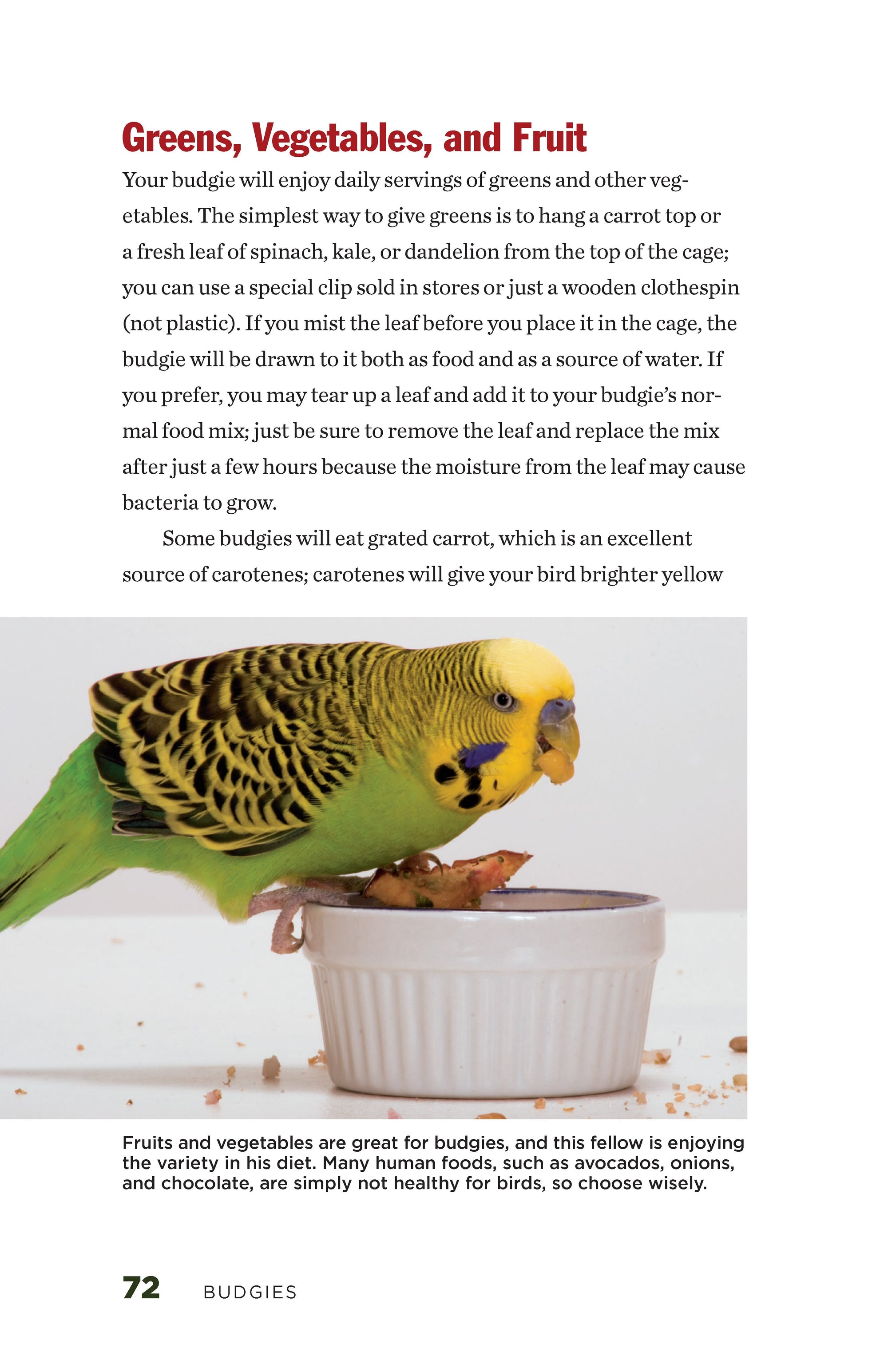 Budgies