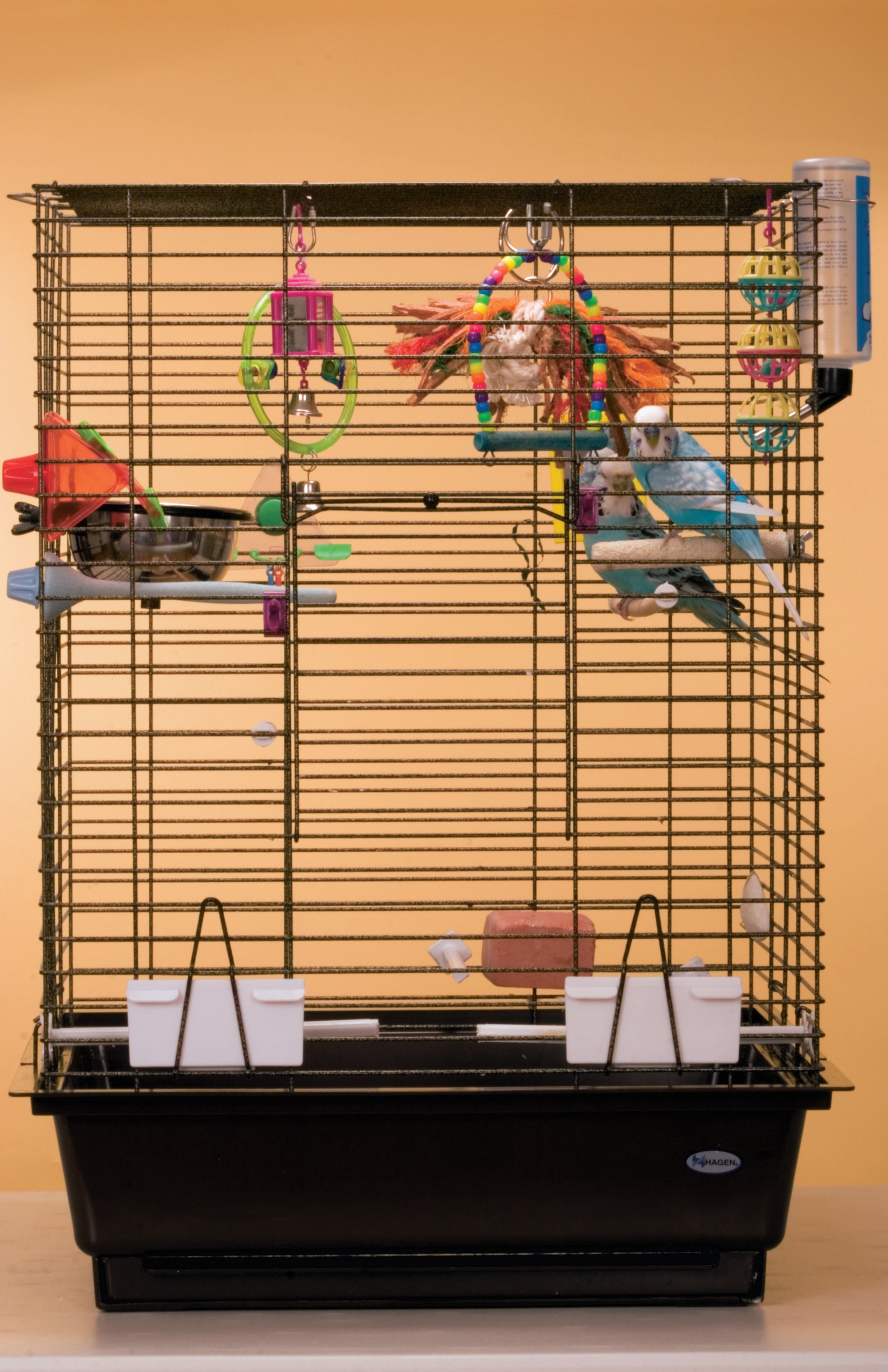 Budgies