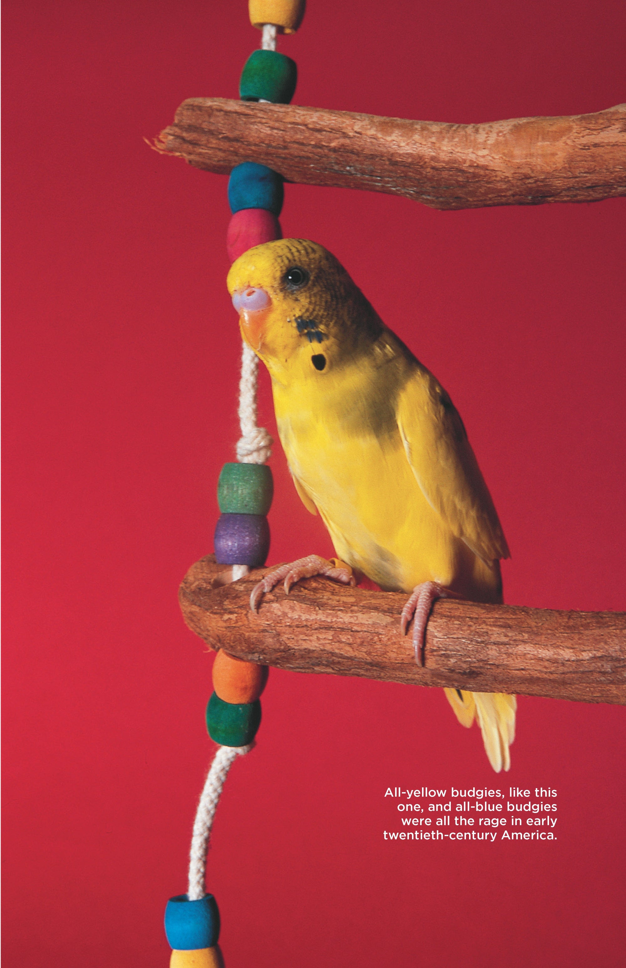 Budgies