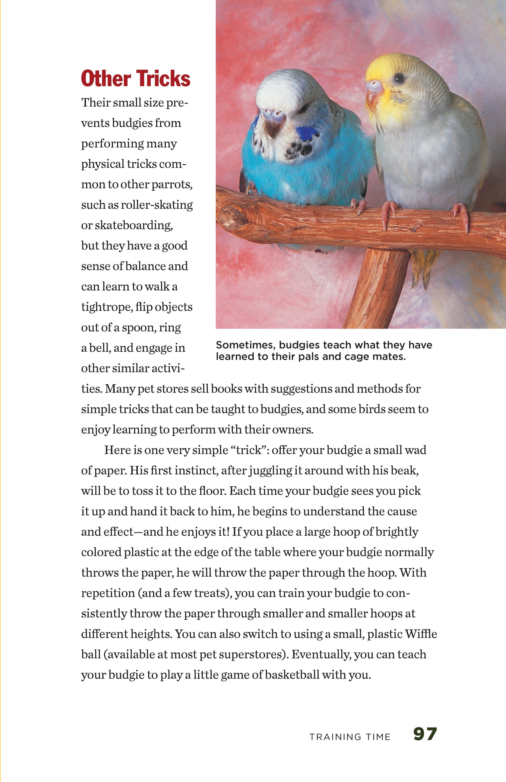 Budgies