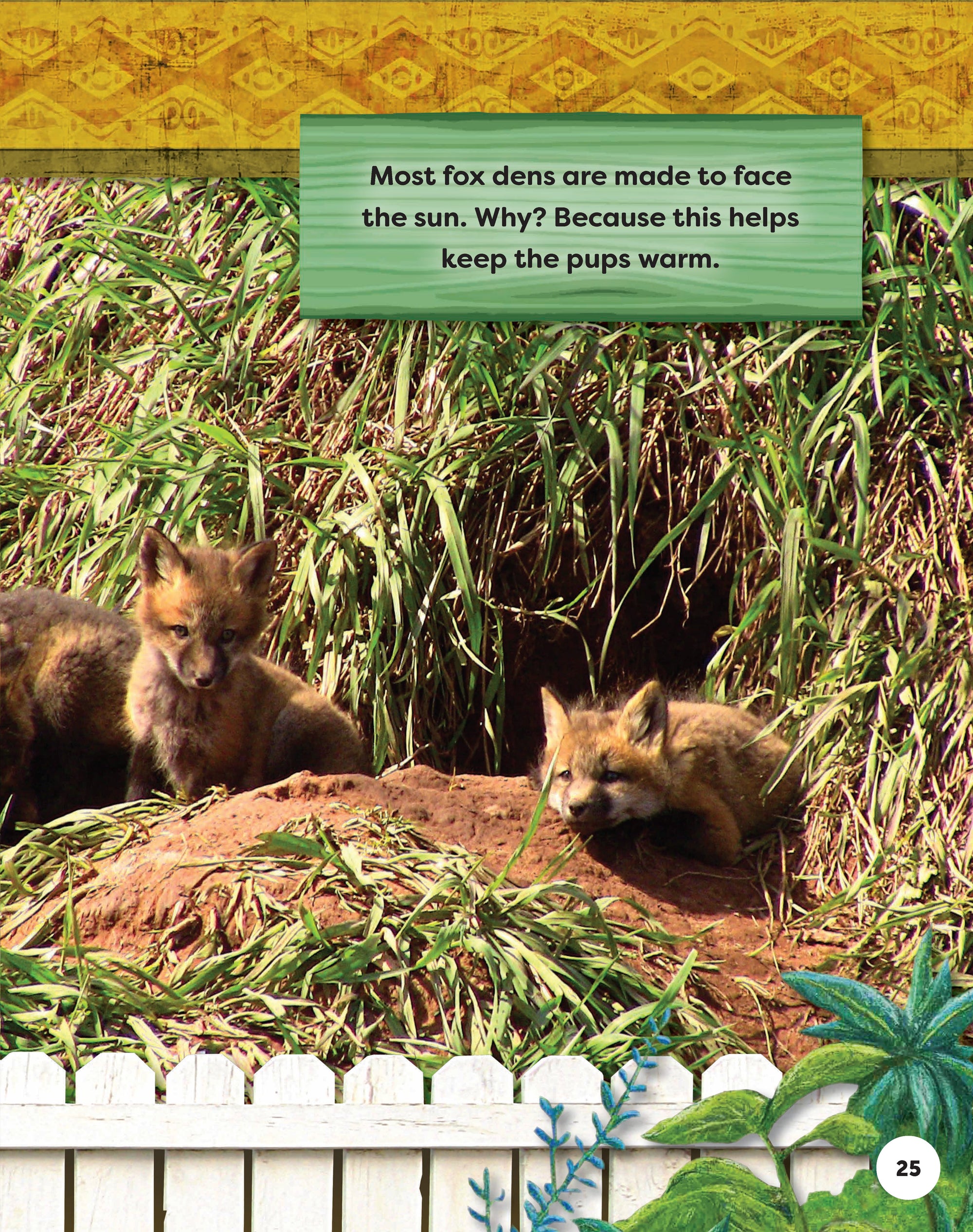 Kids Backyard Safari: Red Foxes
