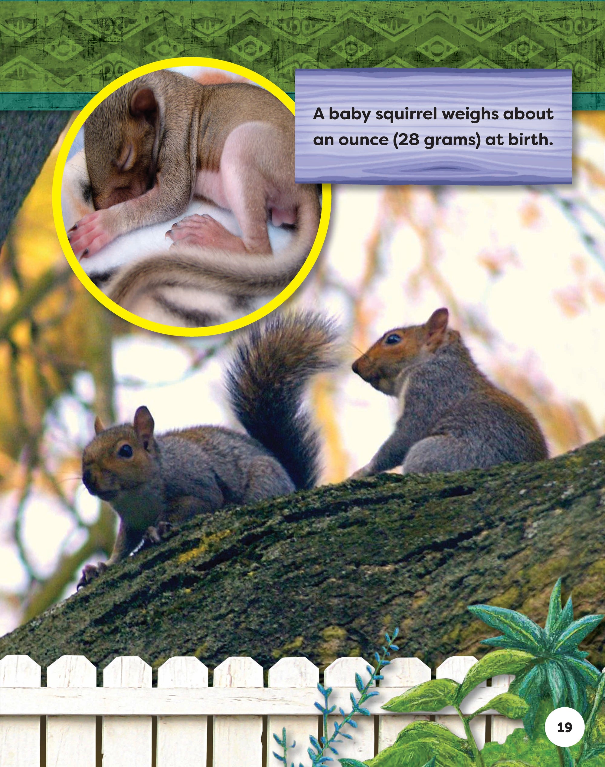 Kids Backyard Safari: Gray Squirrels