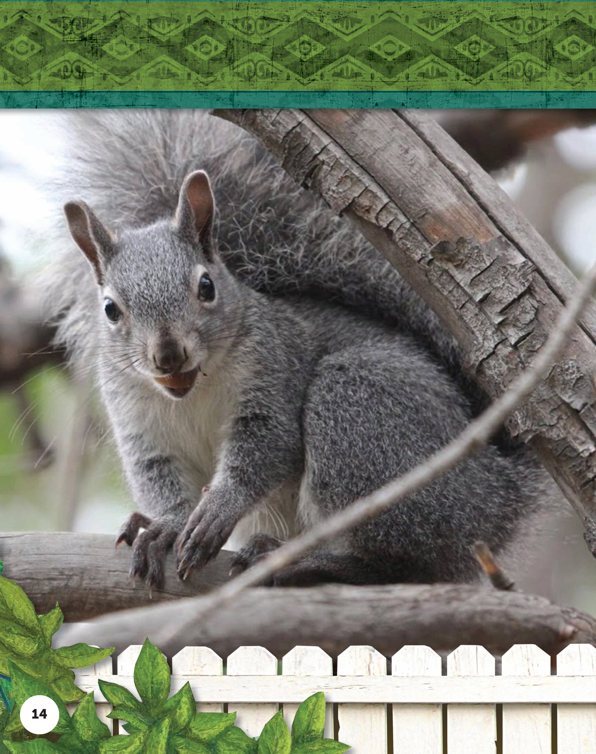 Kids Backyard Safari: Gray Squirrels