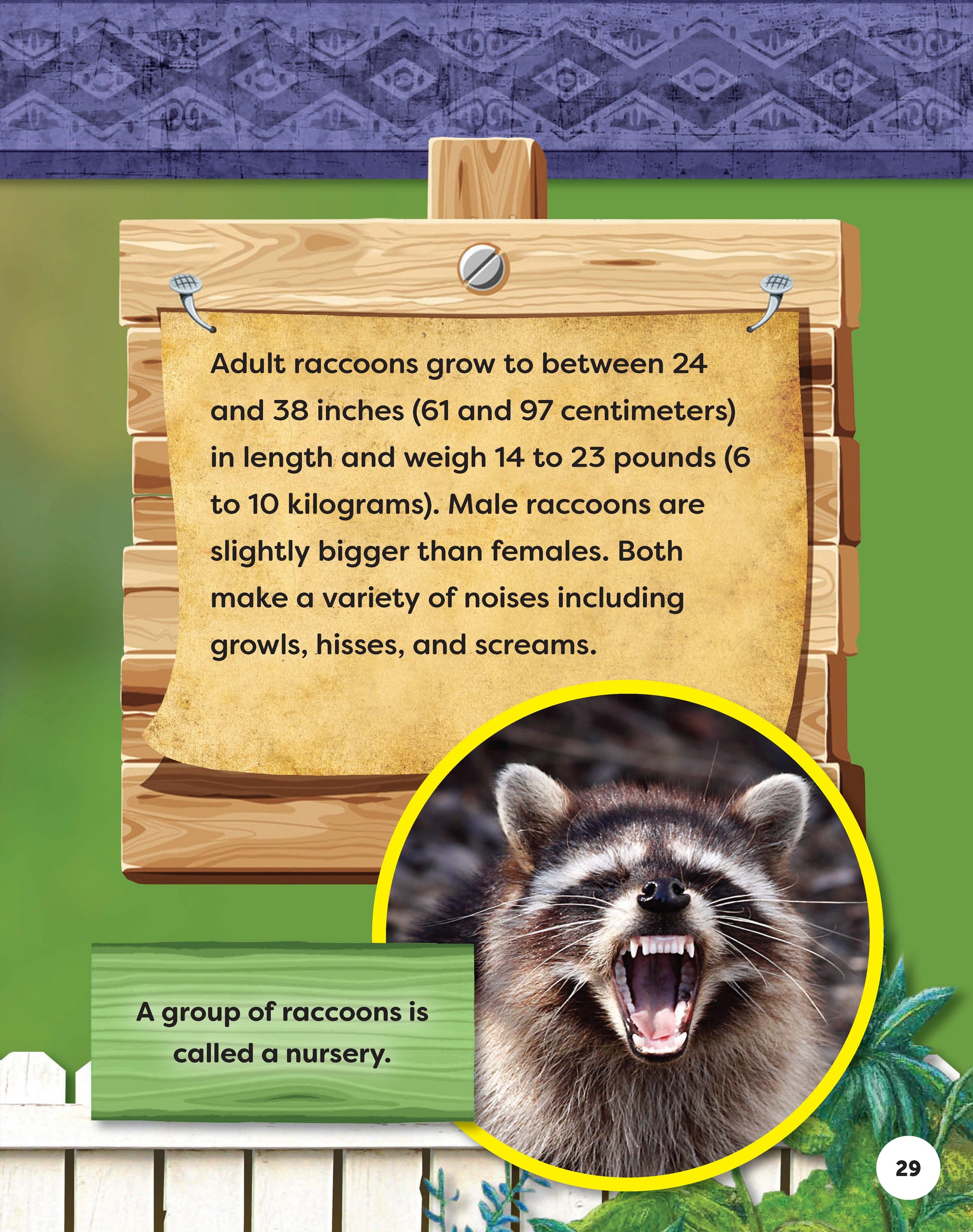 Kids Backyard Safari: Raccoons