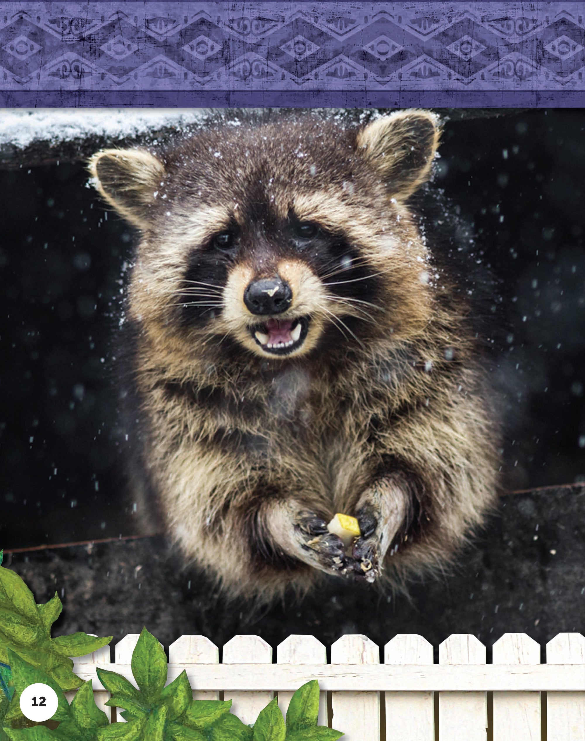 Kids Backyard Safari: Raccoons