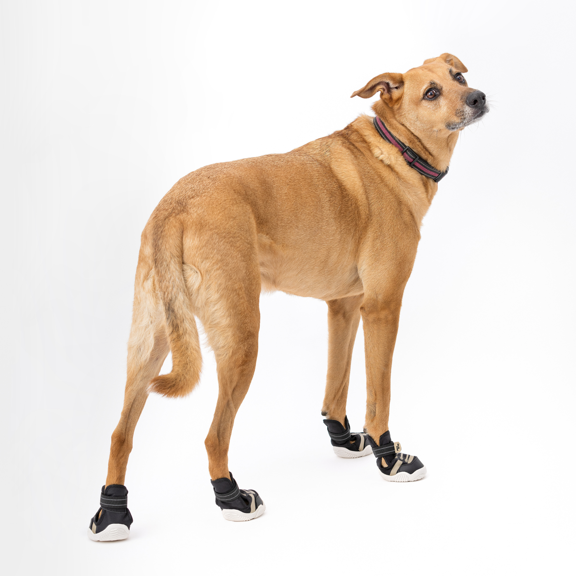 The Kai Dog Shoes