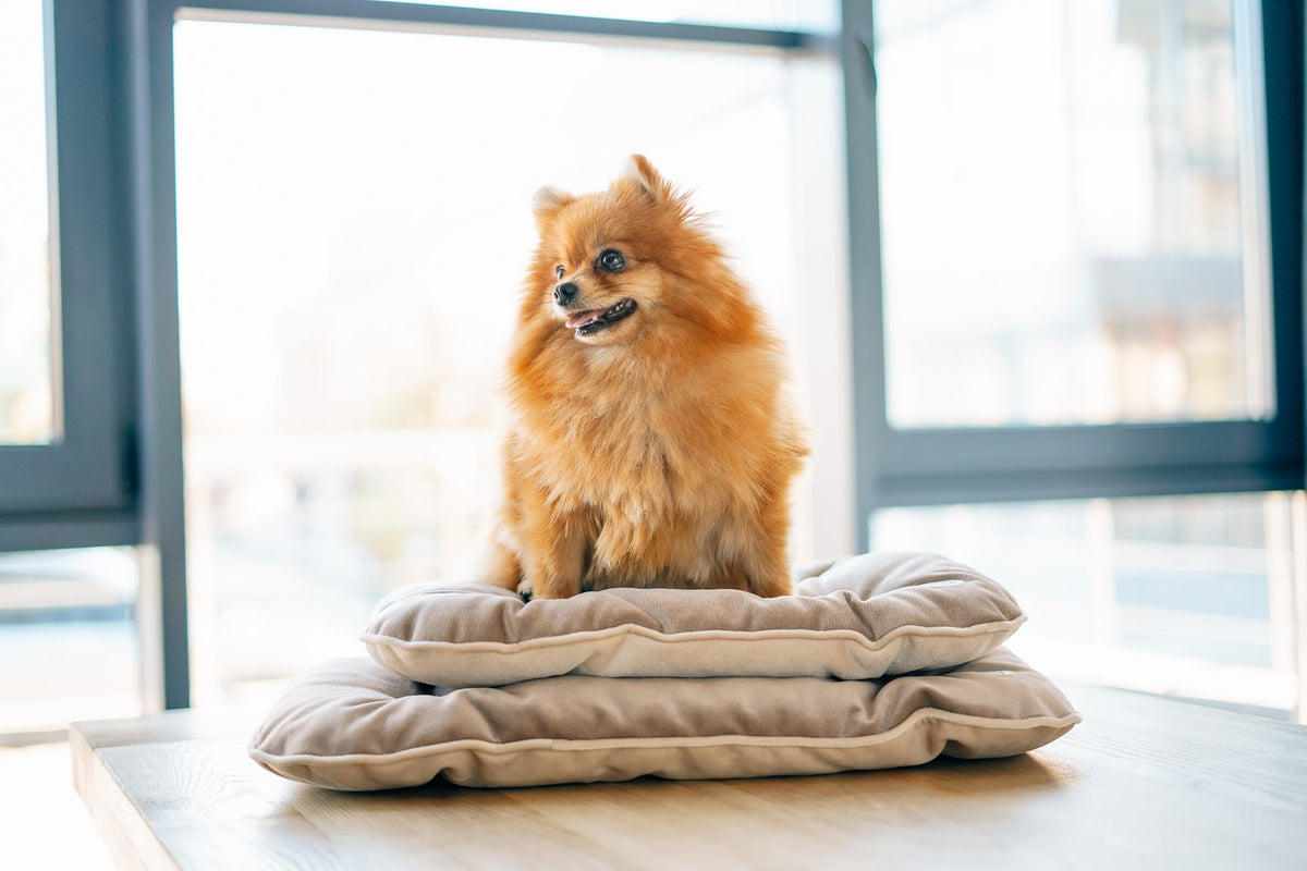 Tomas Pillow for Small Dogs