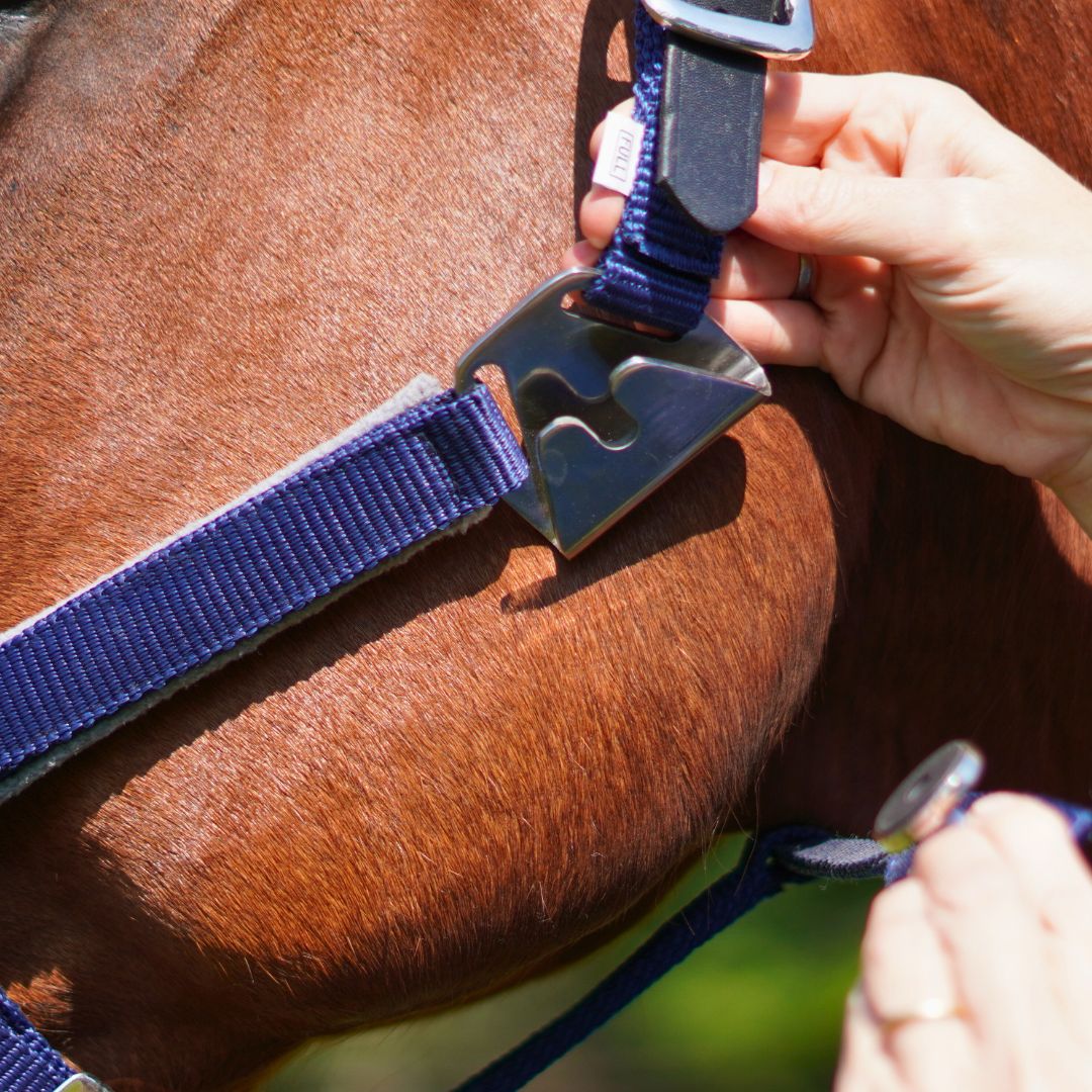 Magna Halter TM in Blue with Fleece Noseband and Leather Breakaway