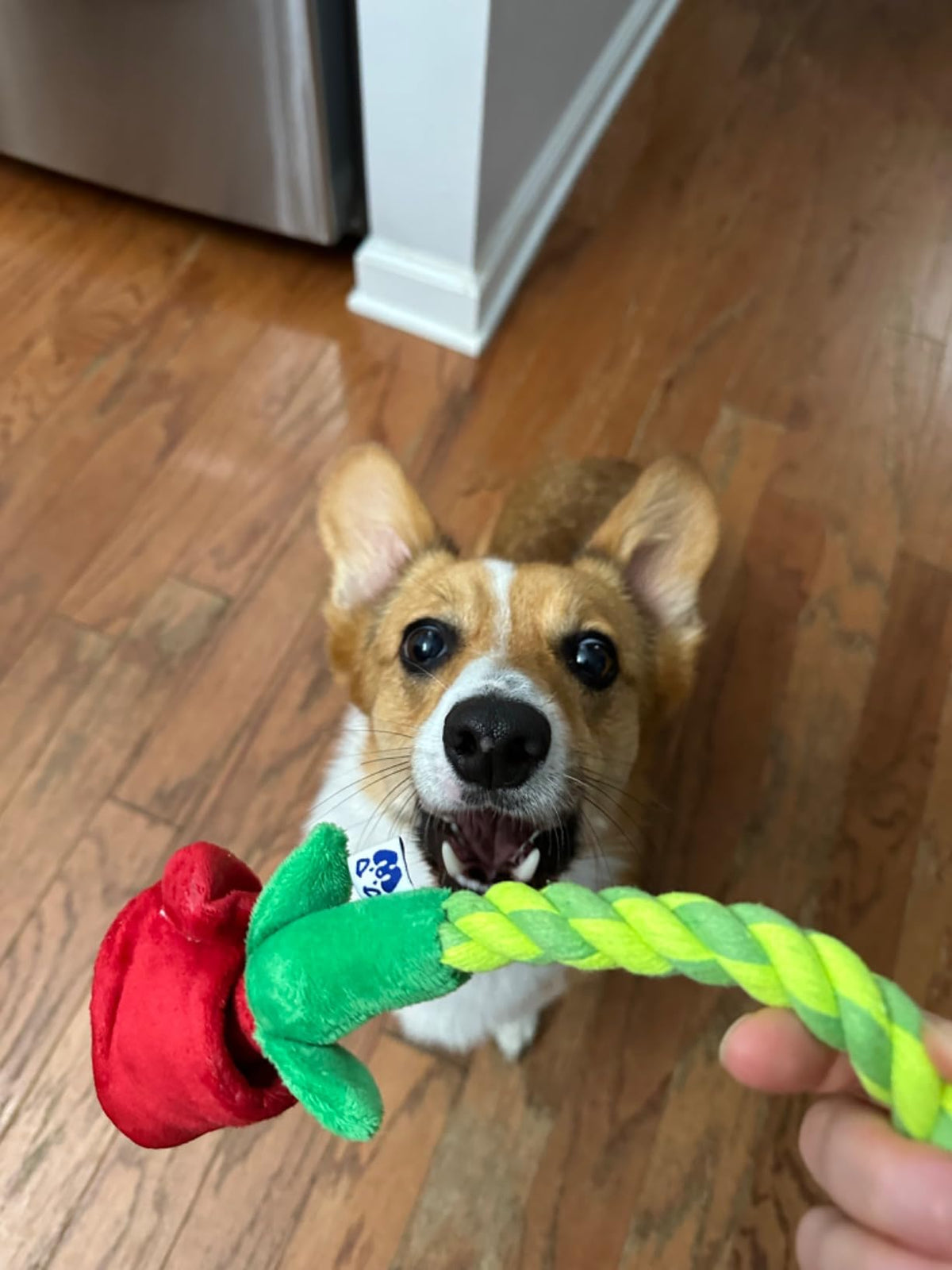 Pawty Rose Tug and Treat Snuffle Dog Toy