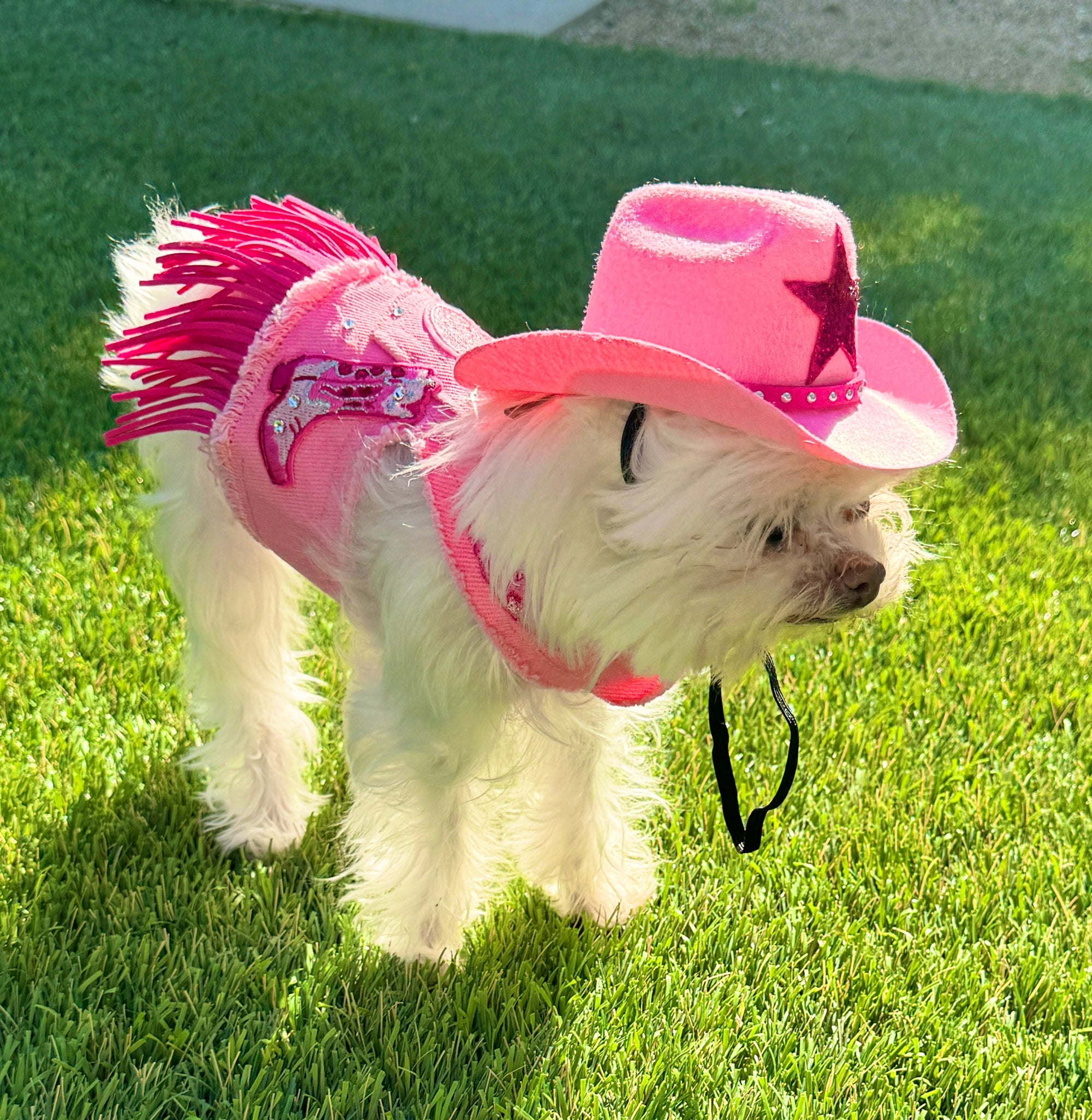 Heads or Tails Pup Dolly Denim Dog Harness