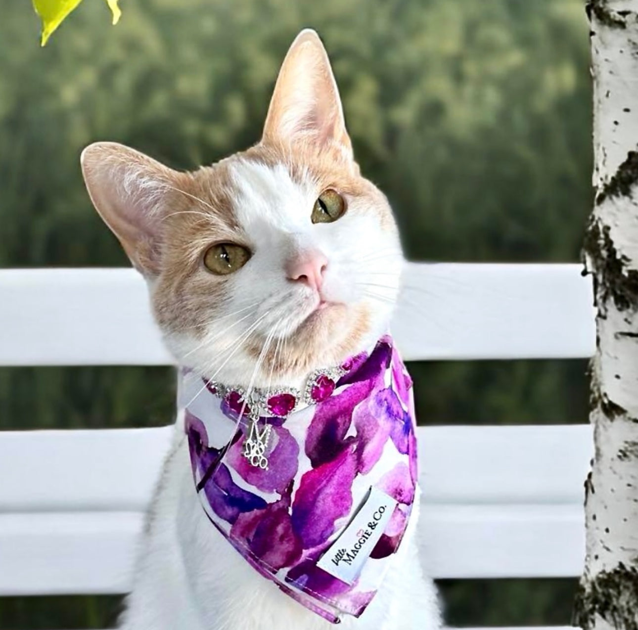 Classics: Fuchsia Blooms