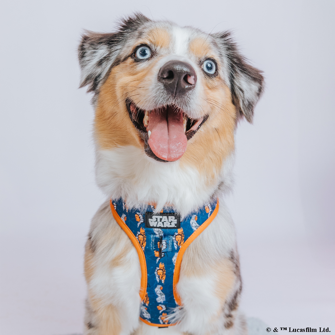 Dog Adjustable Harness - STAR WARS™ Ahsoka
