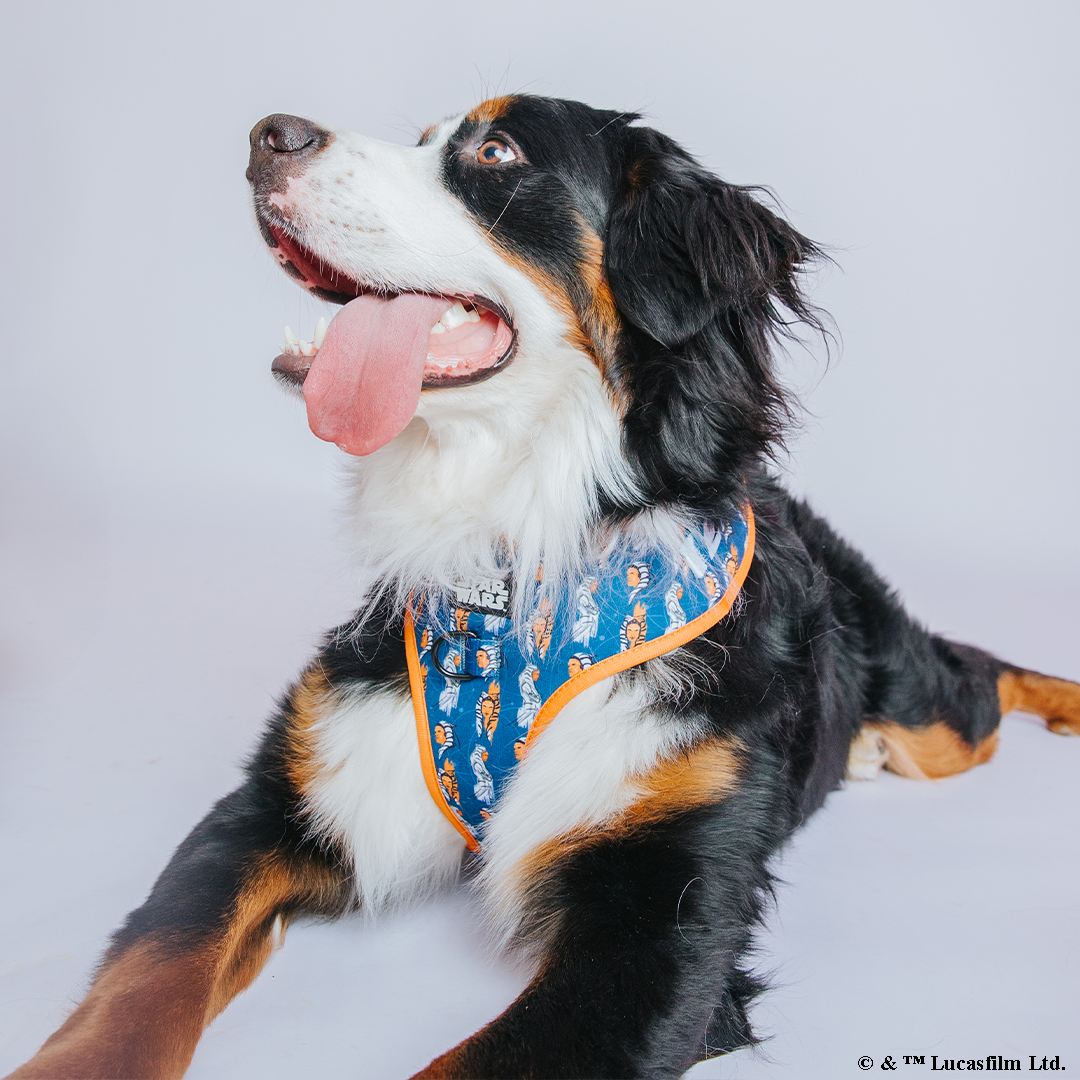 Dog Adjustable Harness - STAR WARS™ Ahsoka