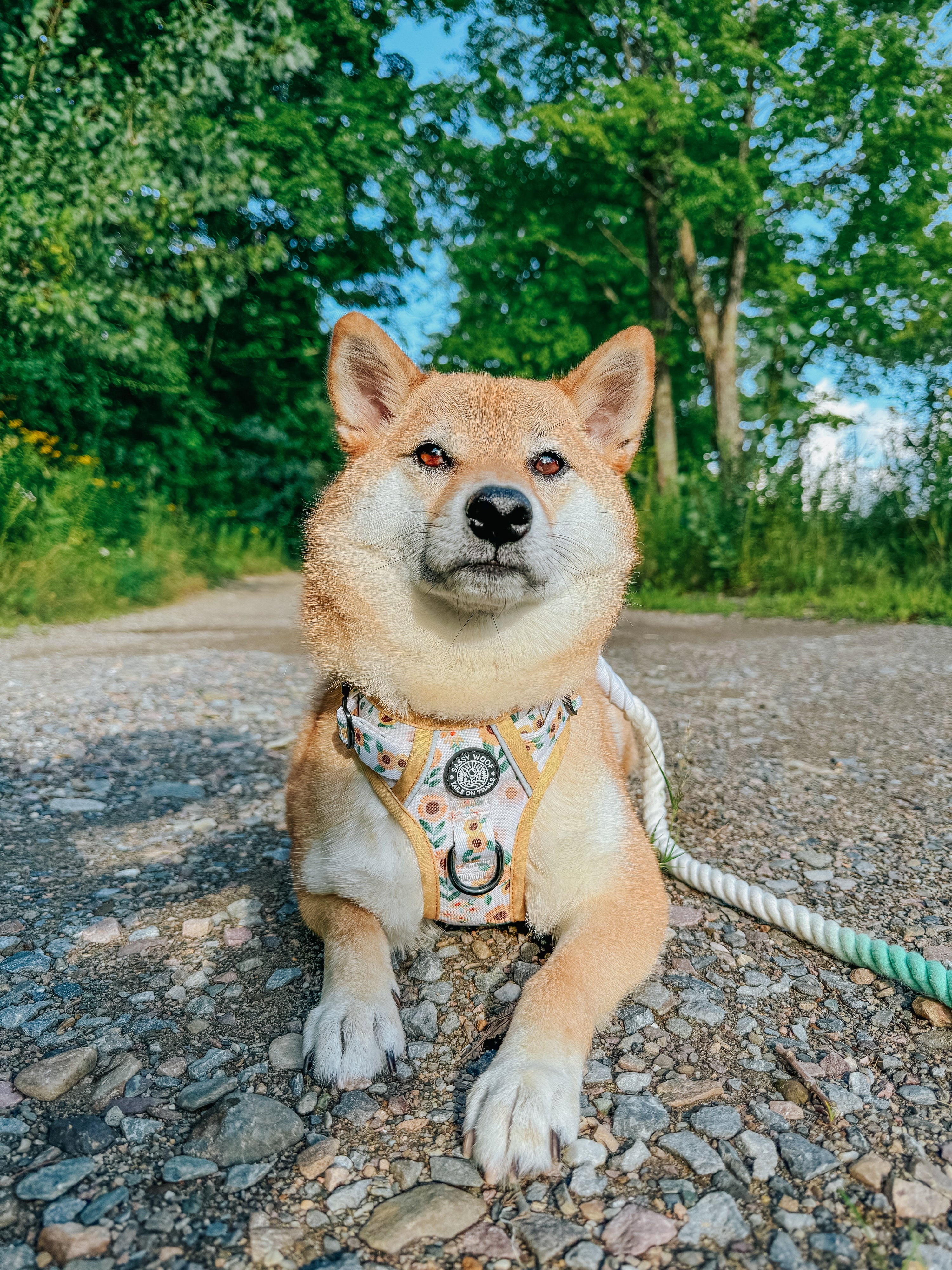 Dog Step-In Harness - Sunflower Dreams