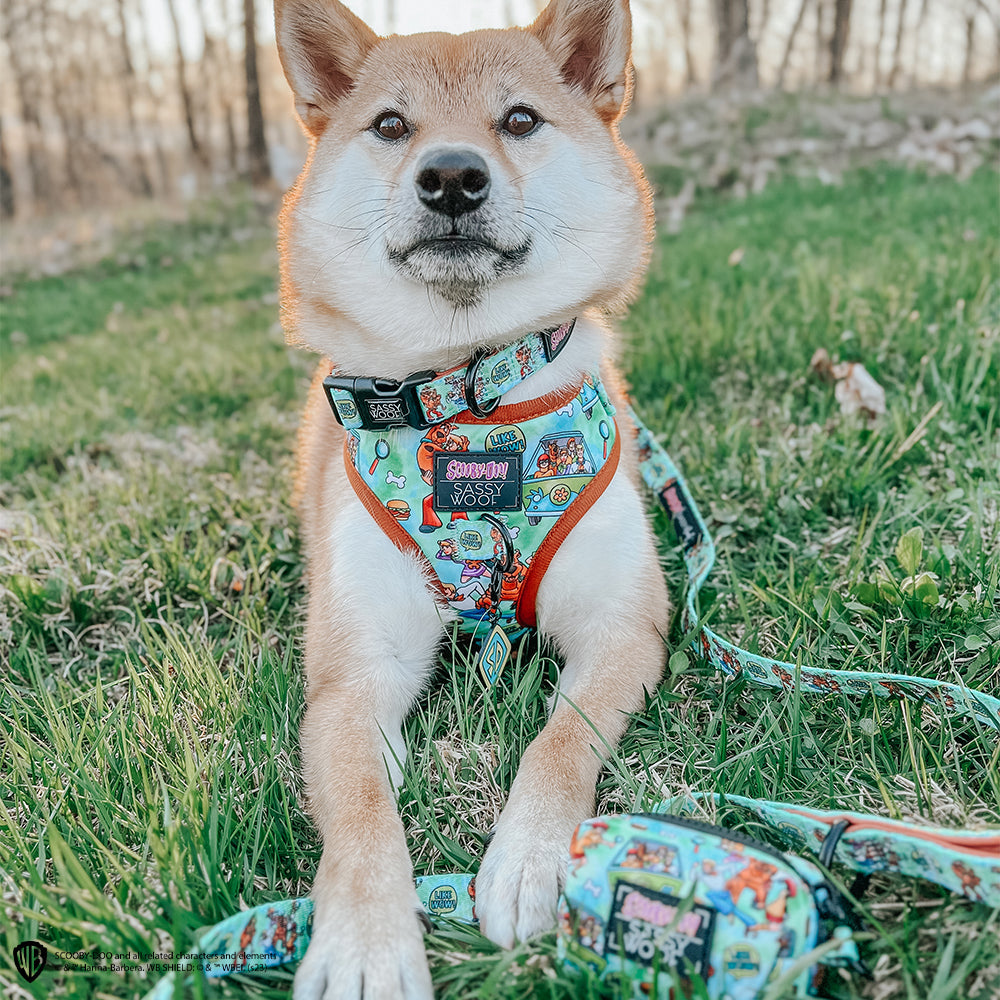 Dog Collar - Scooby-Doo™