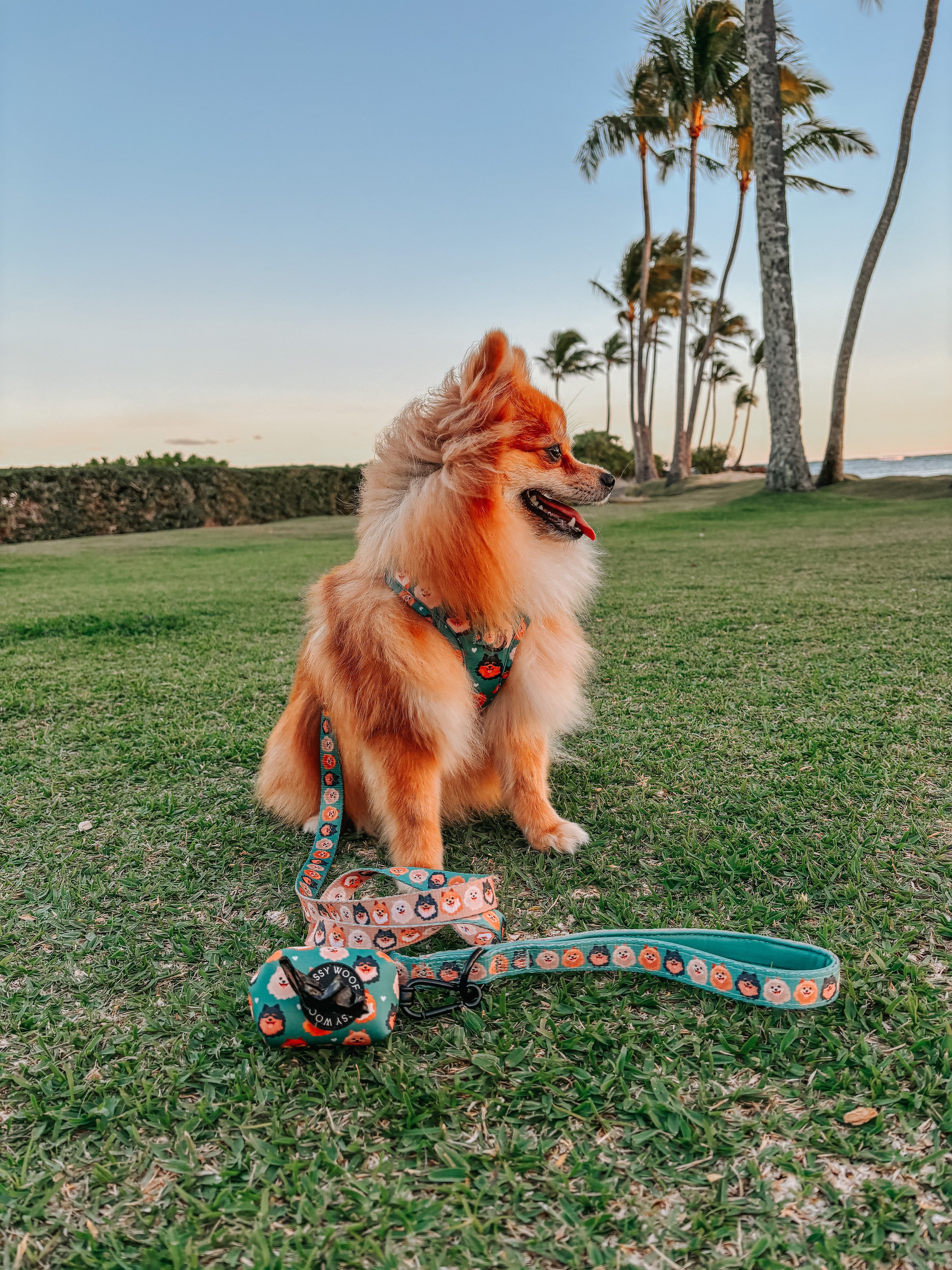 Dog Collar - Pawfect Poms