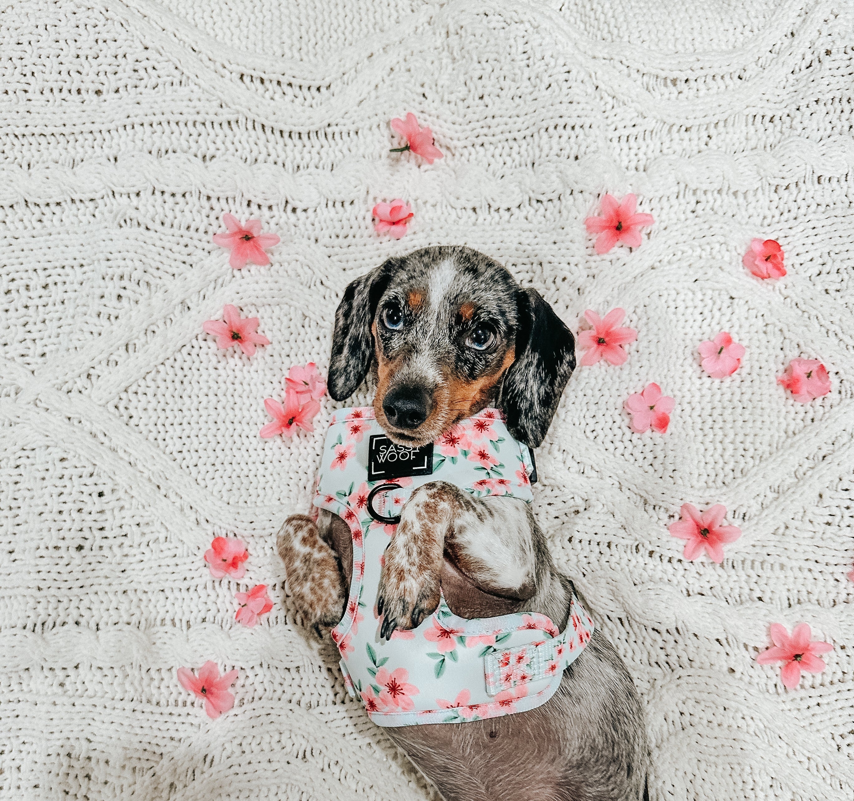 Dog Adjustable Harness - Sakura