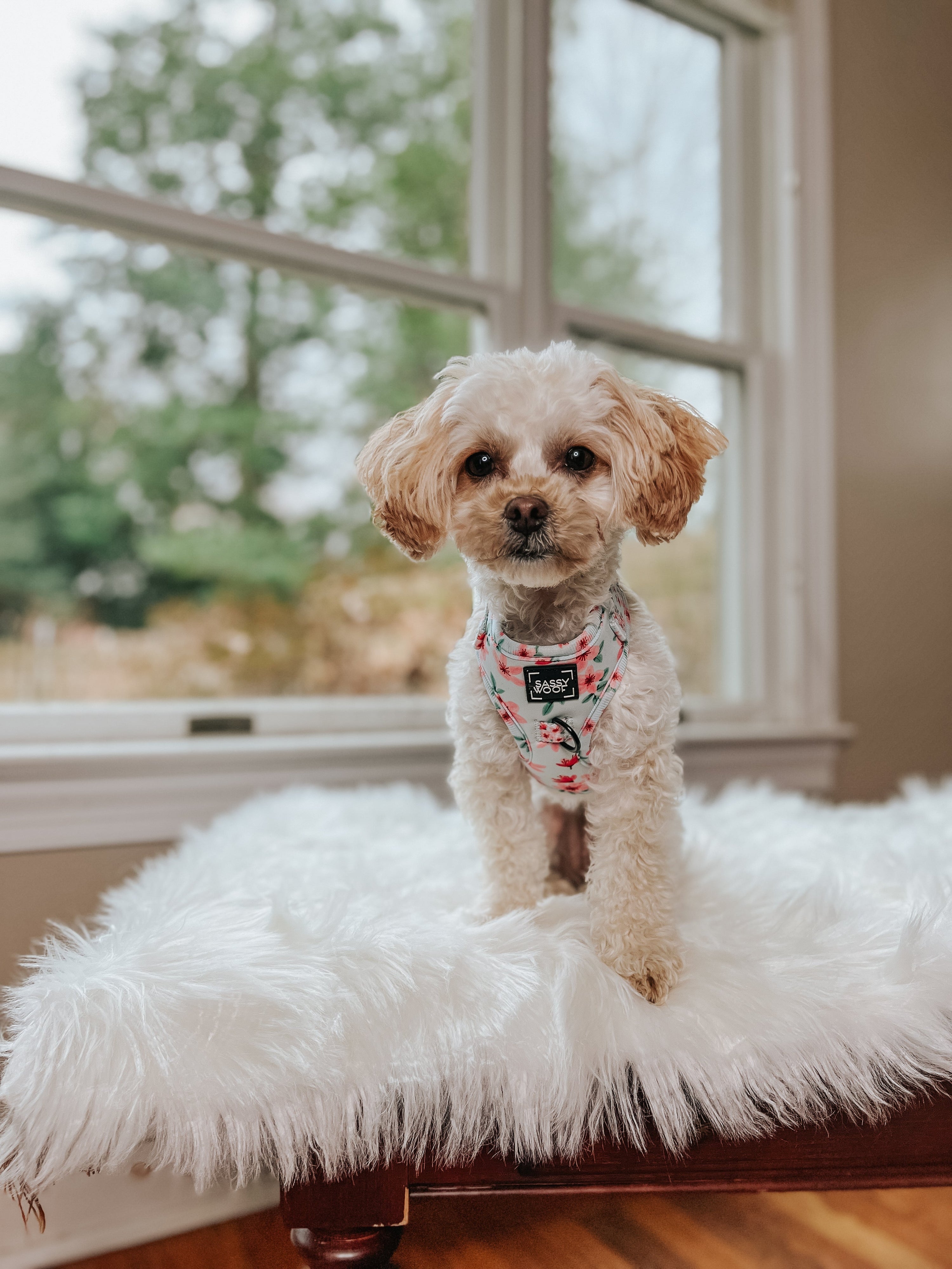 Dog Adjustable Harness - Sakura