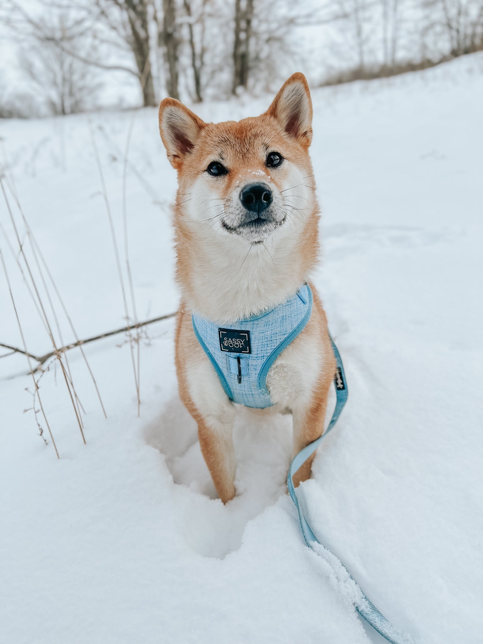 Dog Adjustable Harness - Blumond