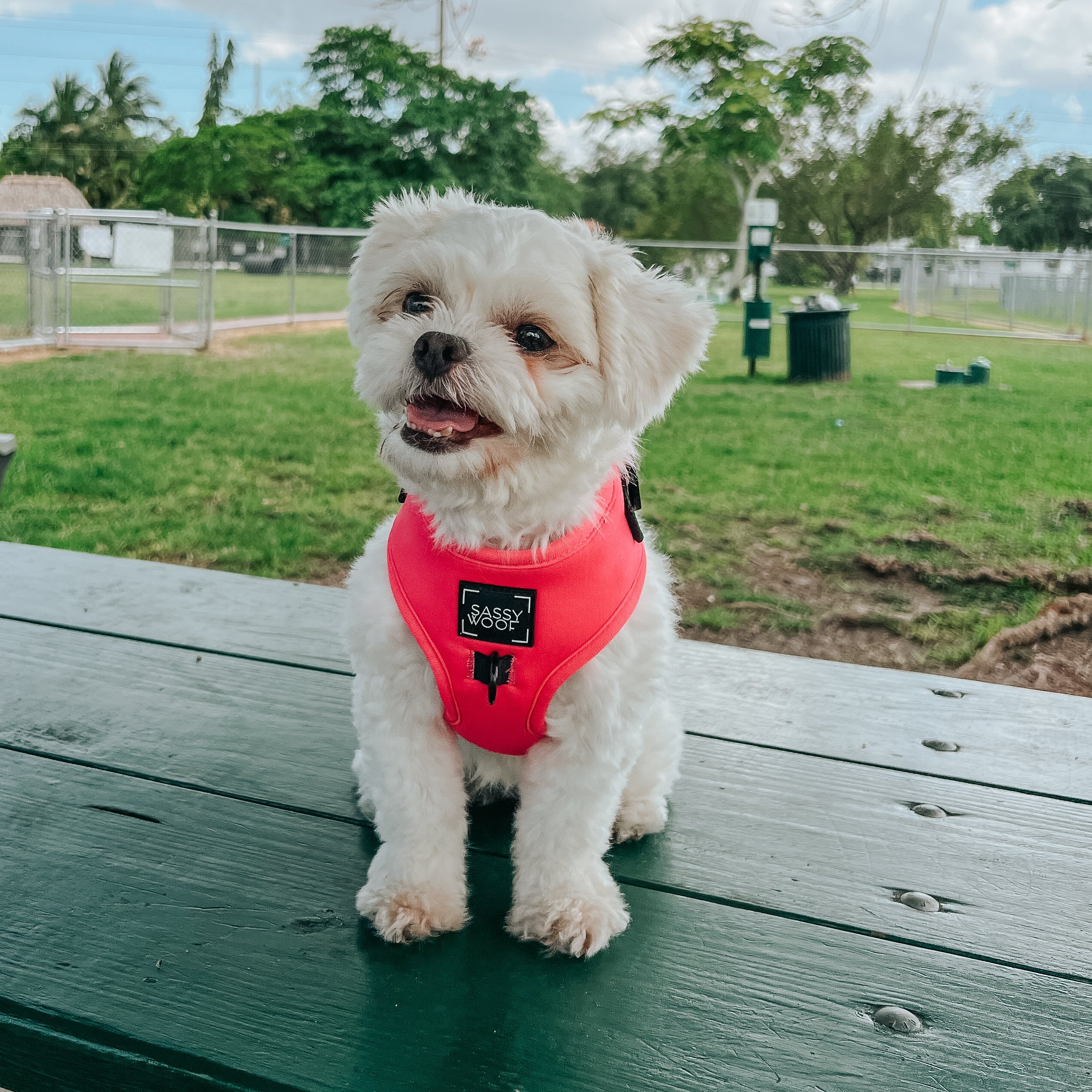 Dog Adjustable Harness - Neon Pink