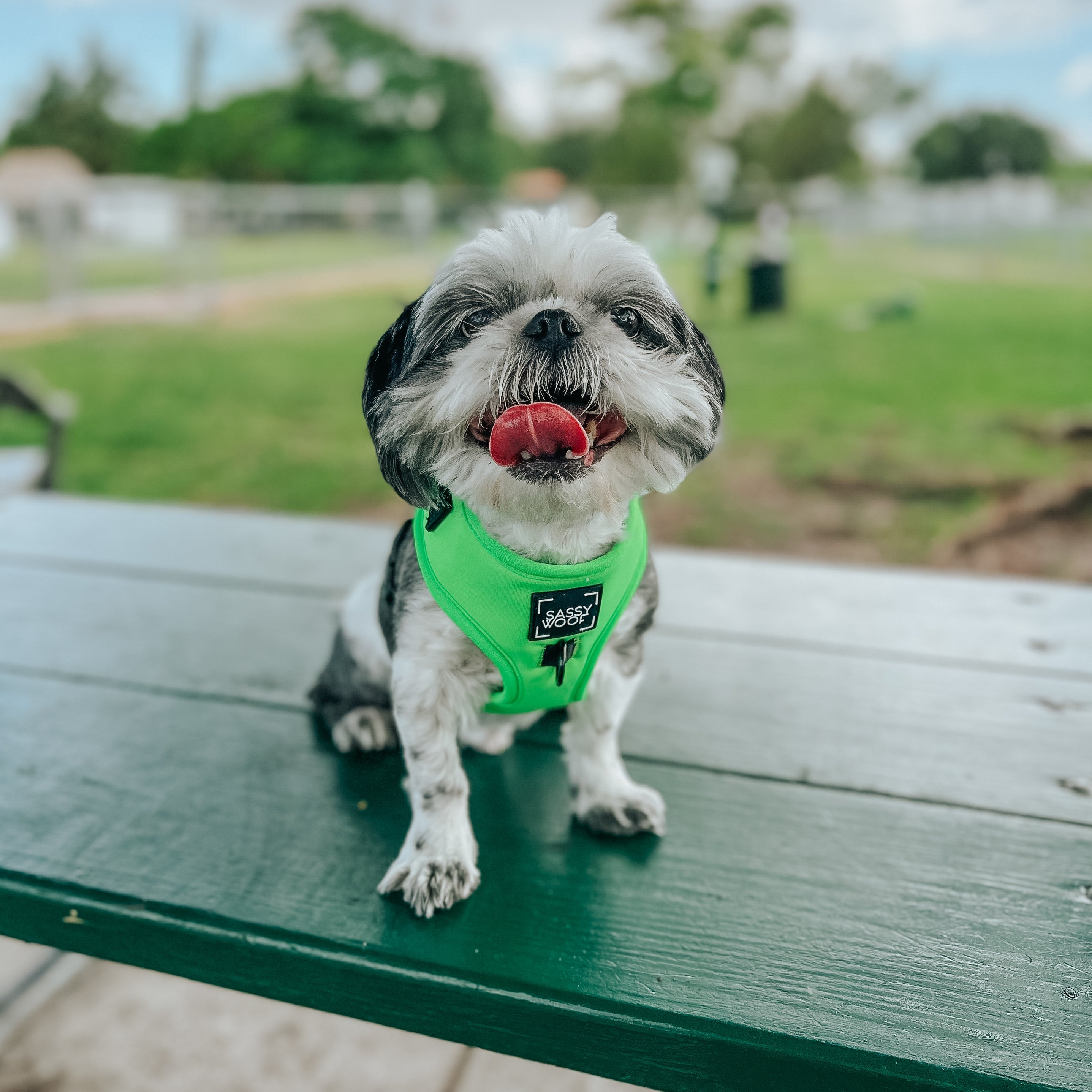 Dog Adjustable Harness - Neon Green