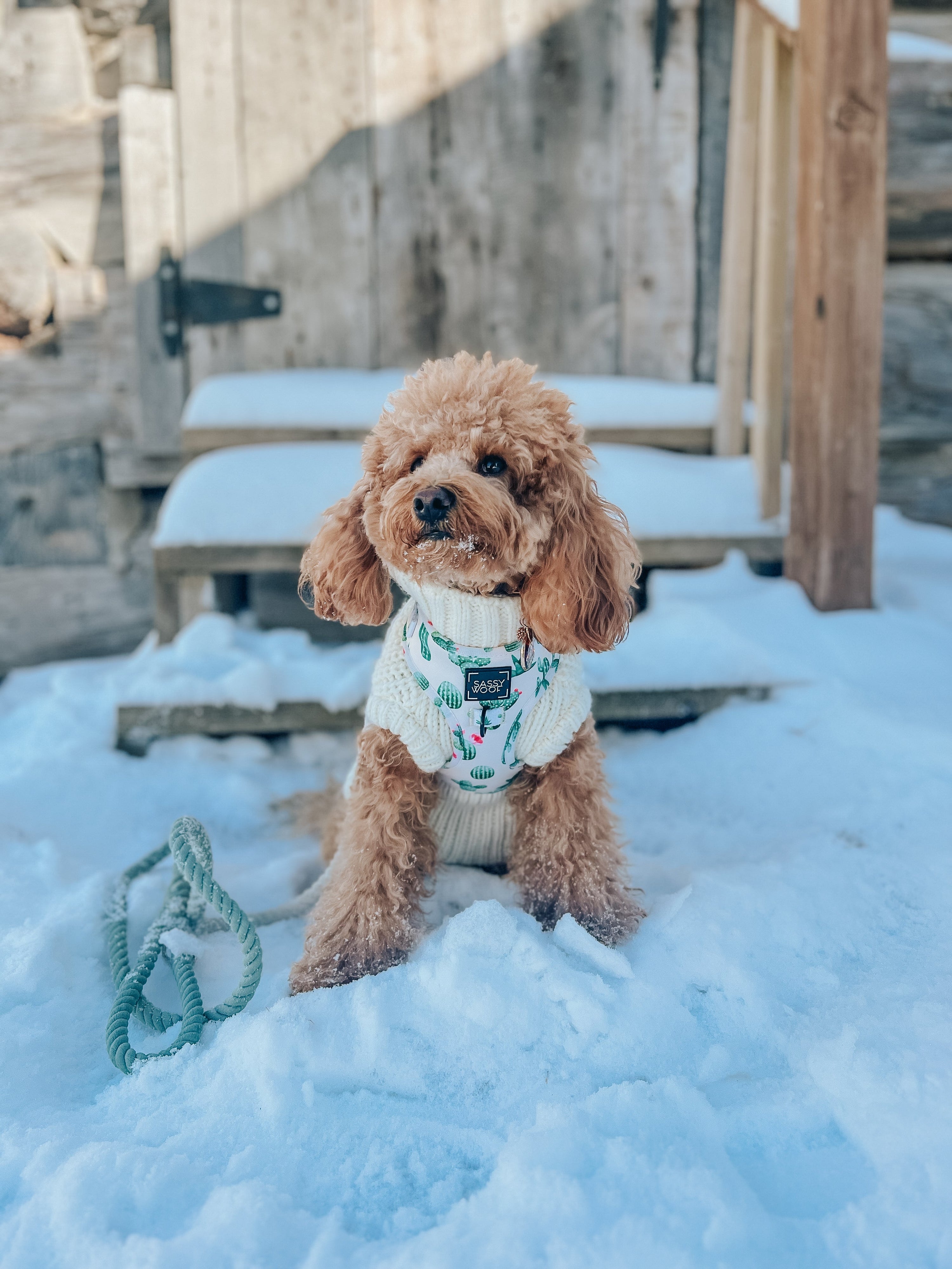 Dog Rope Leash - Dandy
