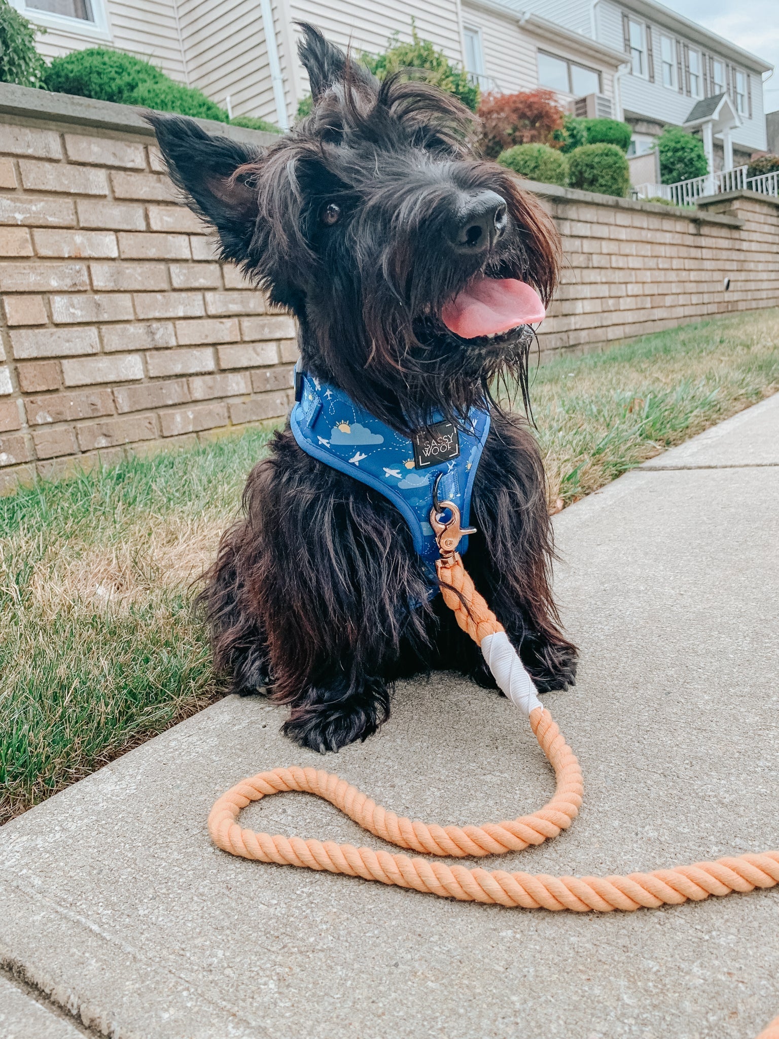 Dog Rope Leash - Clementine
