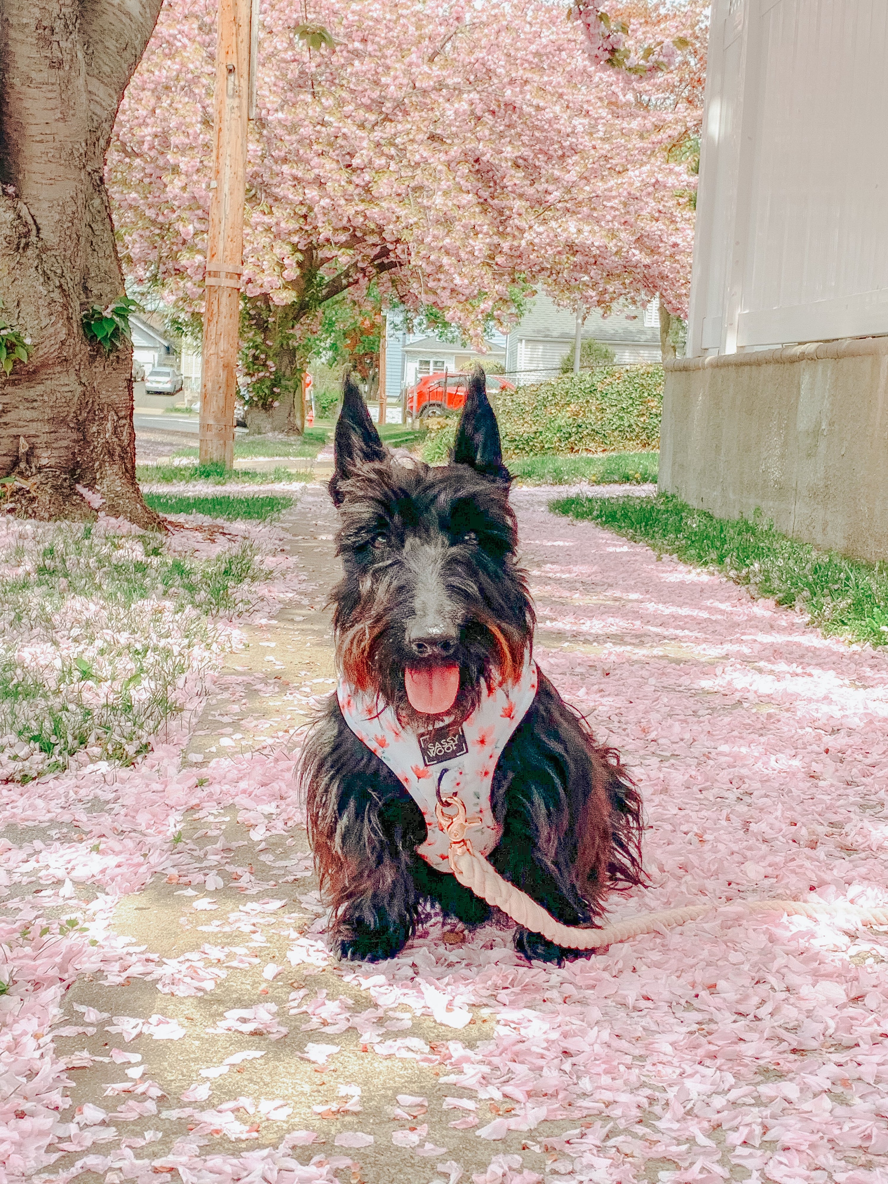 Dog Adjustable Harness - Sakura