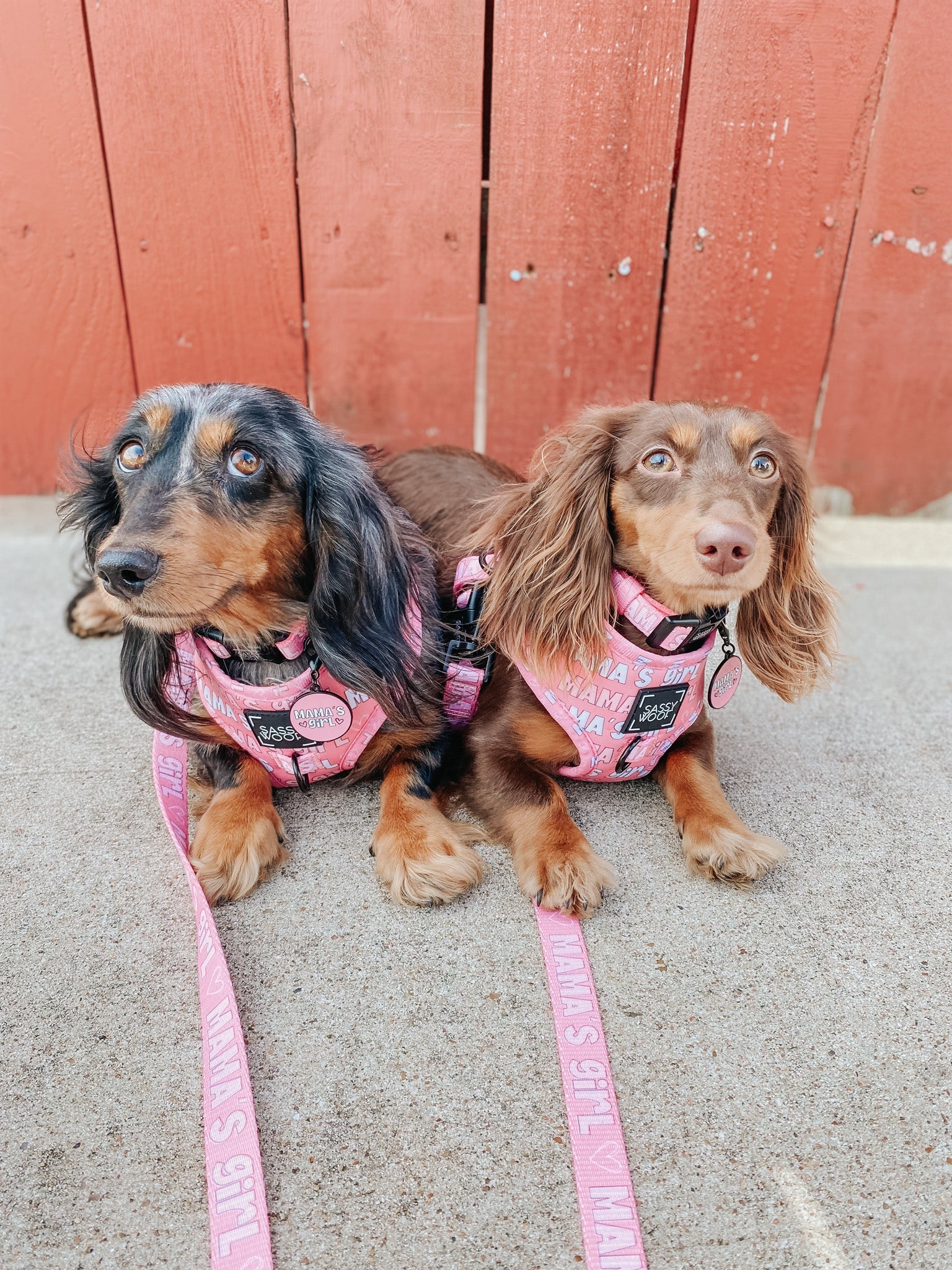 Collar Tag - Mamas Girl