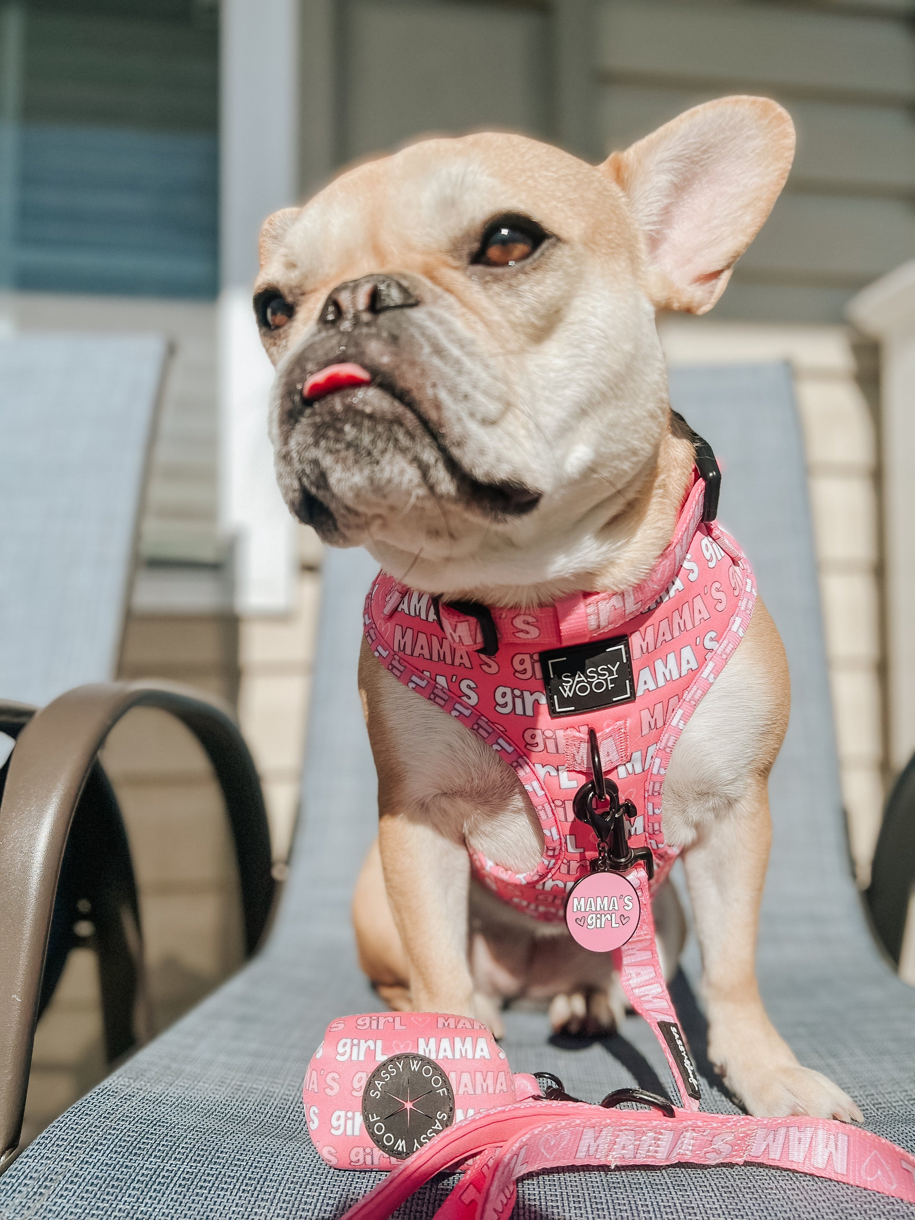 Collar Tag - Mamas Girl