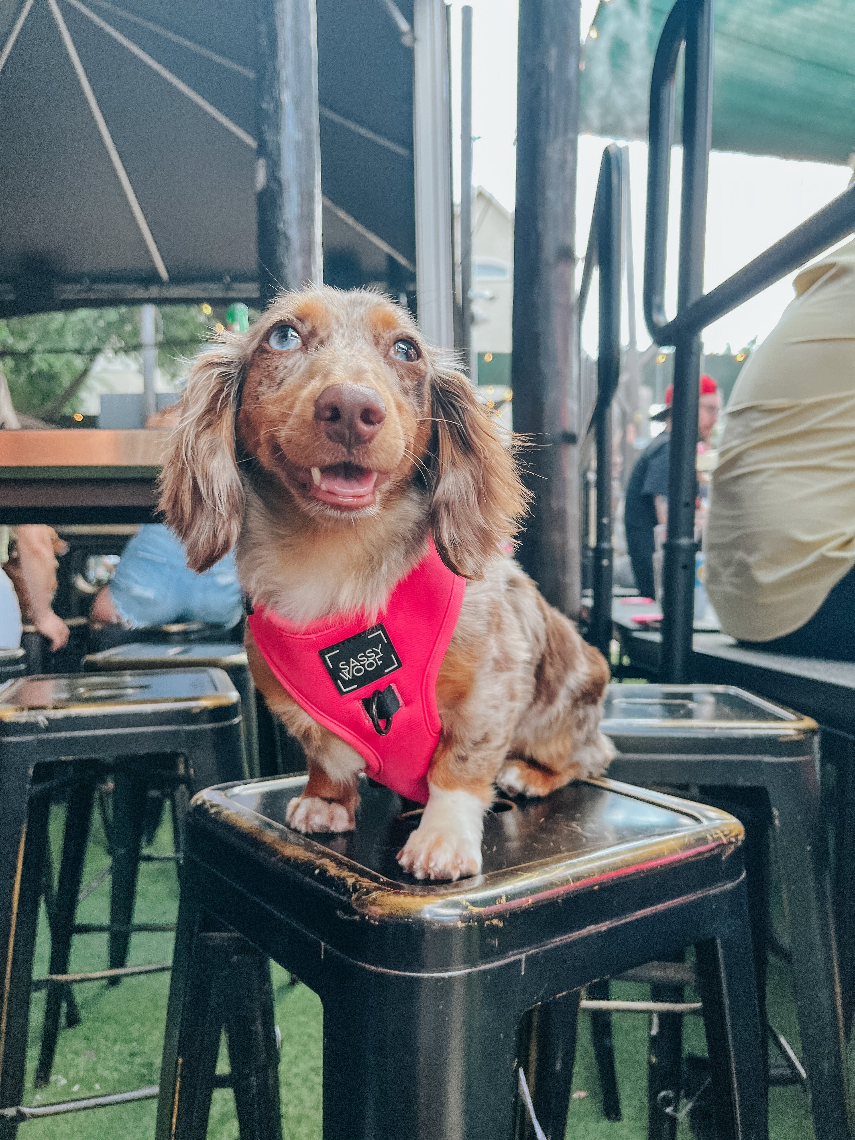 Dog Adjustable Harness - Neon Pink