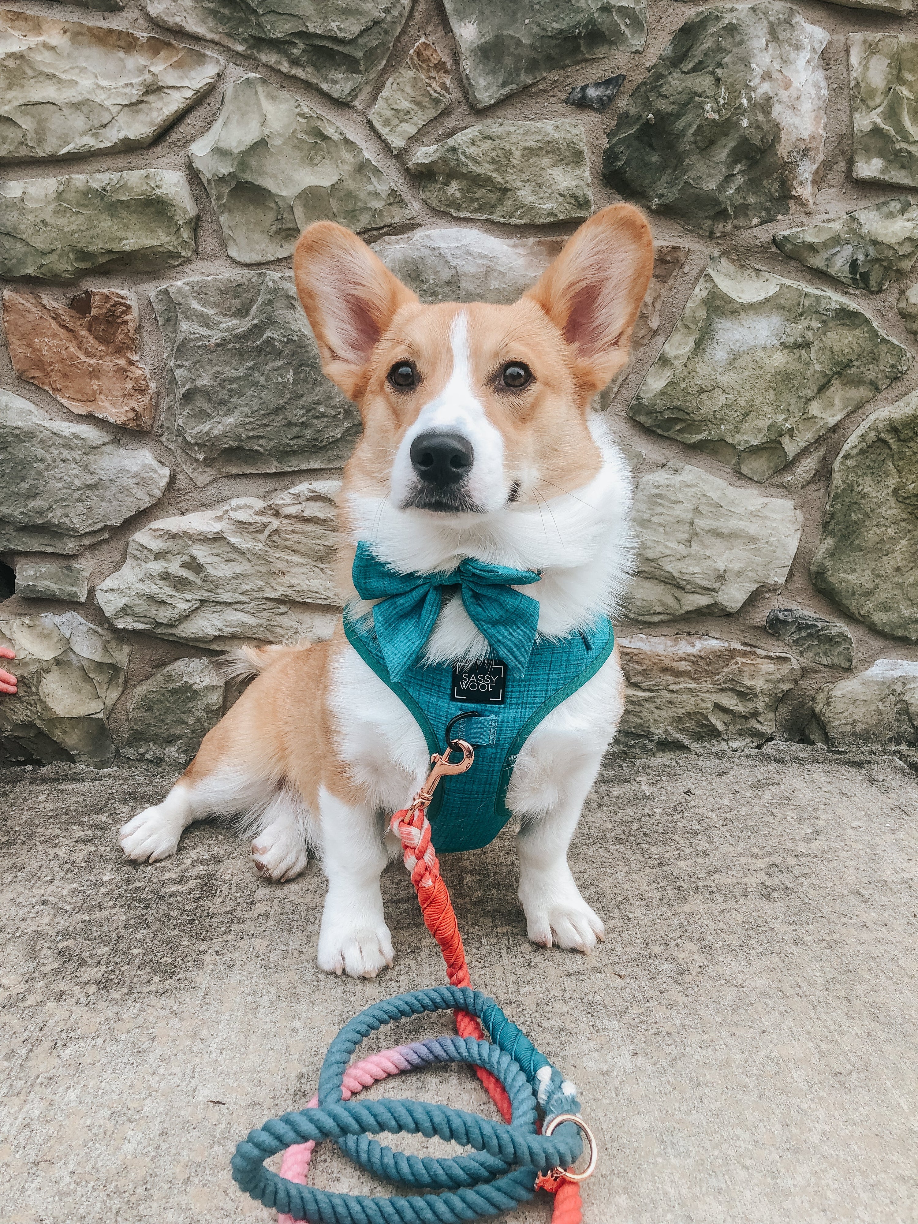 Dog Rope Leash - Jack & Jill
