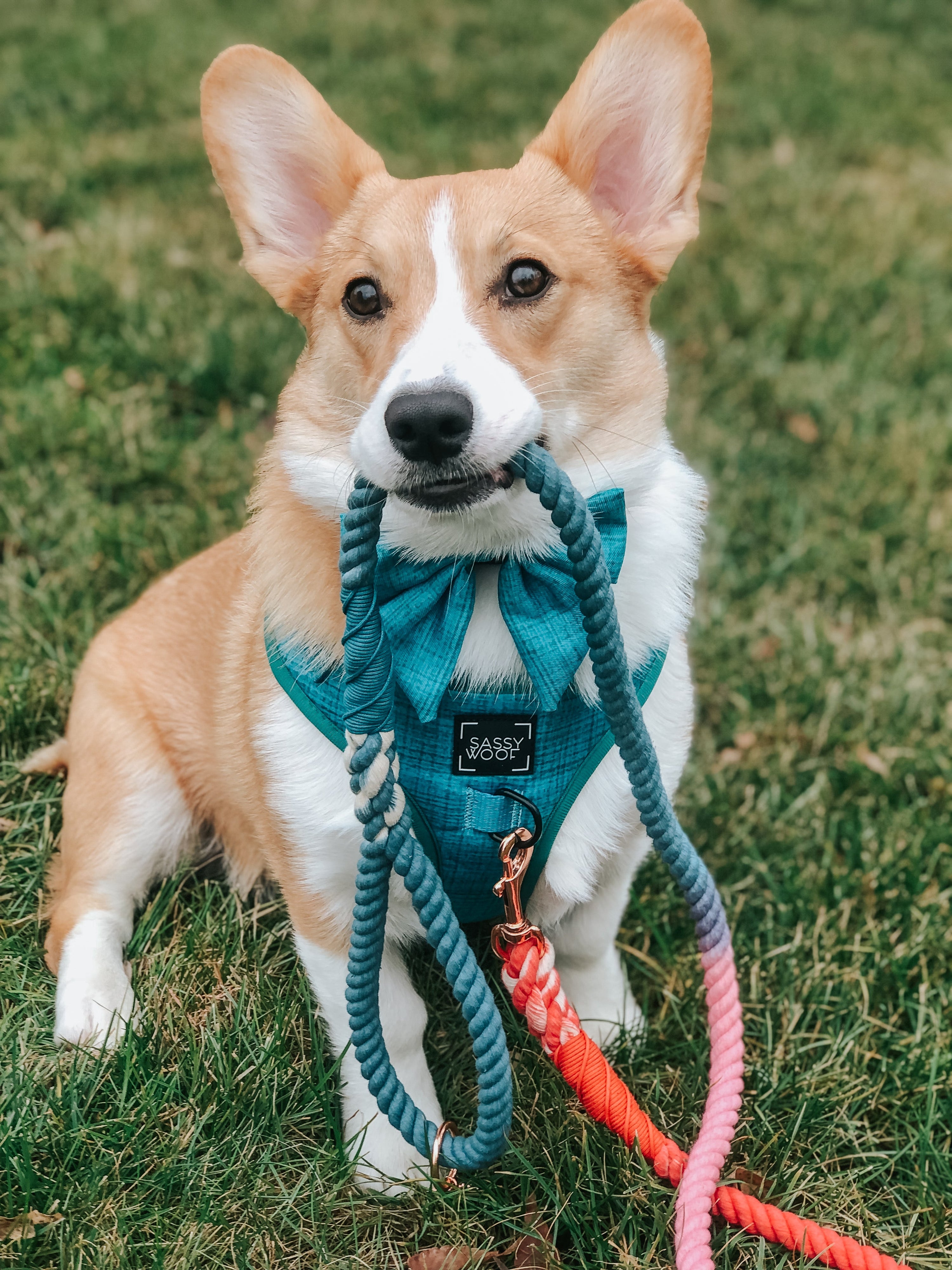 Dog Rope Leash - Jack & Jill