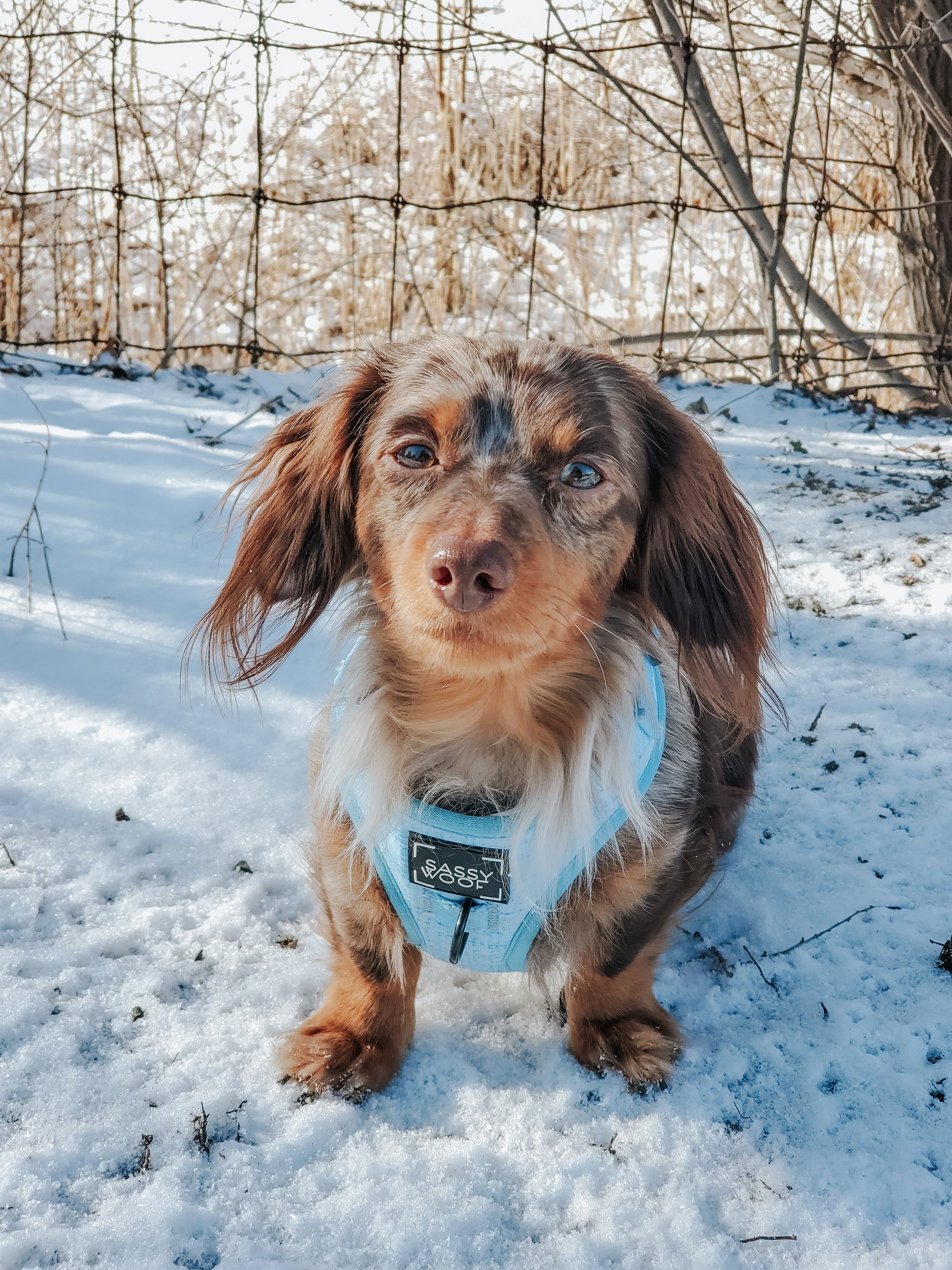 Dog Adjustable Harness - Blumond