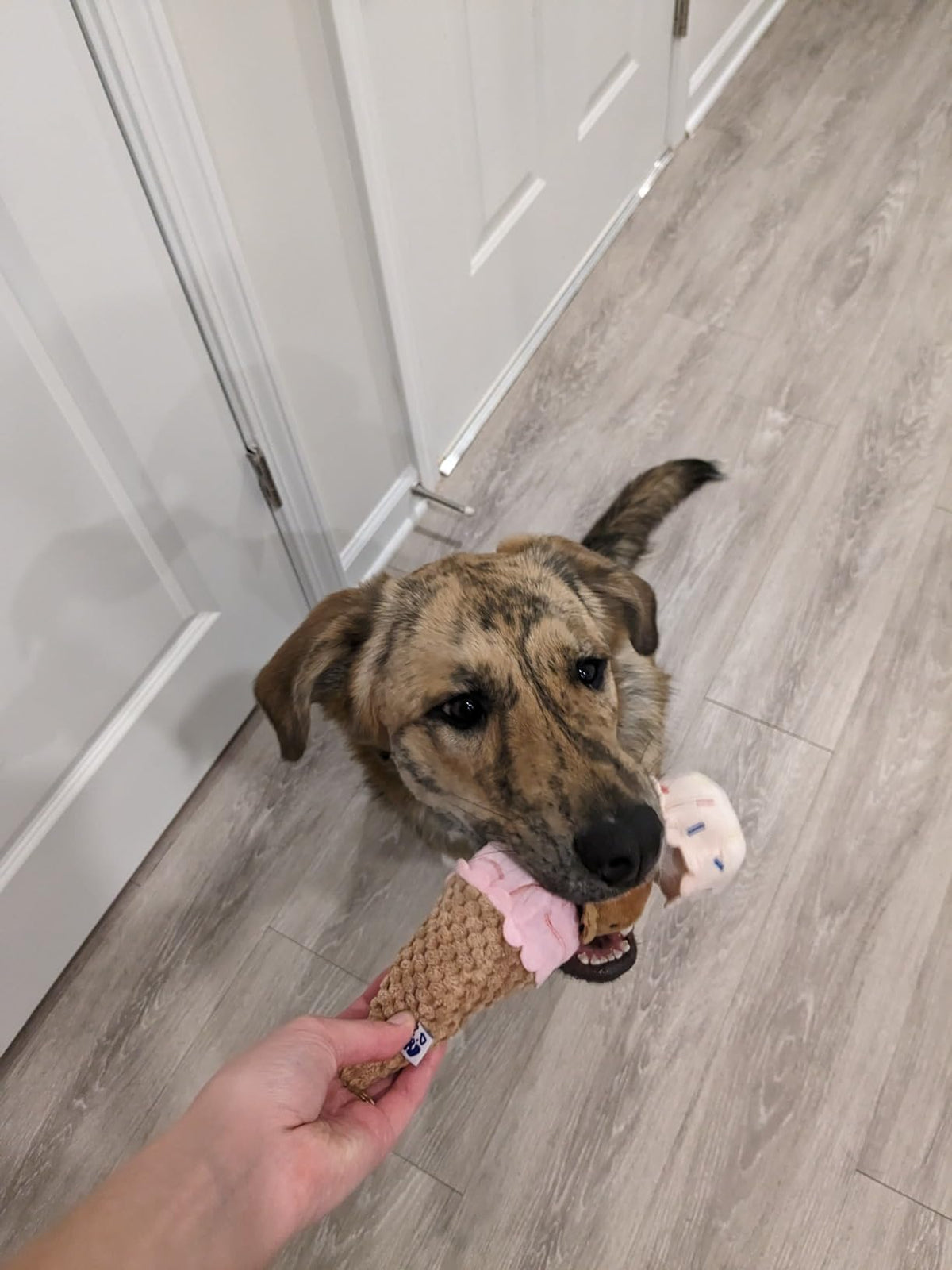 Pawty Double Scoop Ice Cream Squeaky Dog Toy