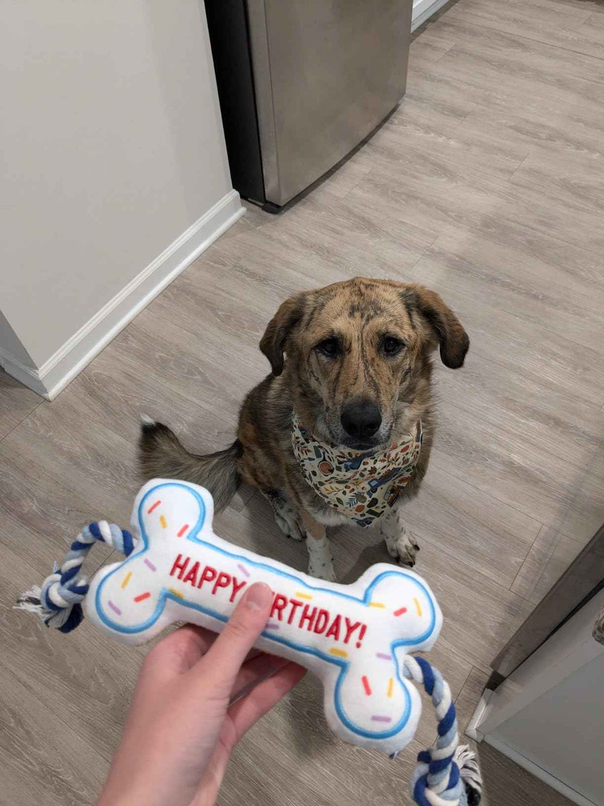 Pawty Birthday Bone Plush Dog Toy