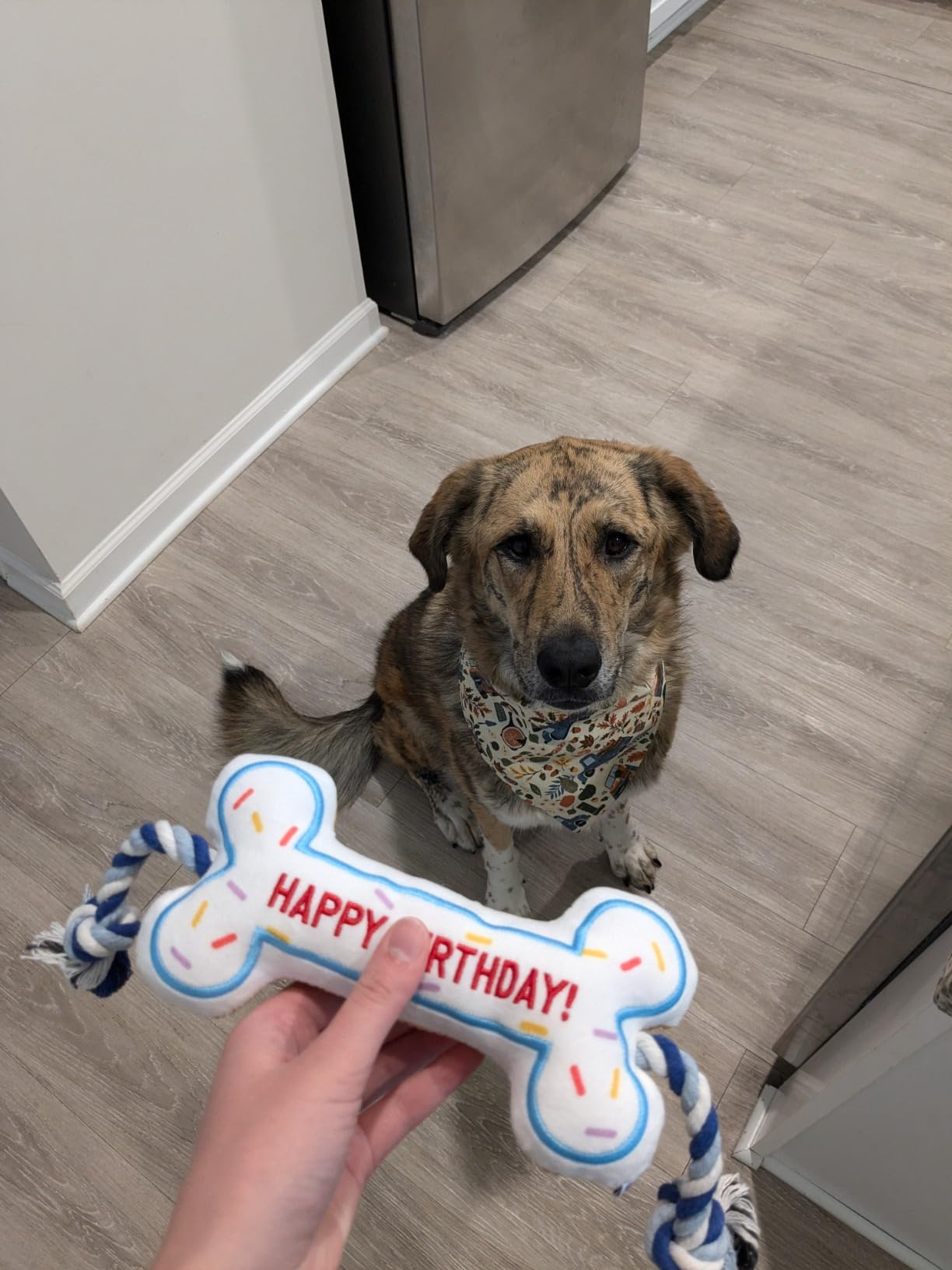 Premium Pet Essential: BIRTHDAY BONE
