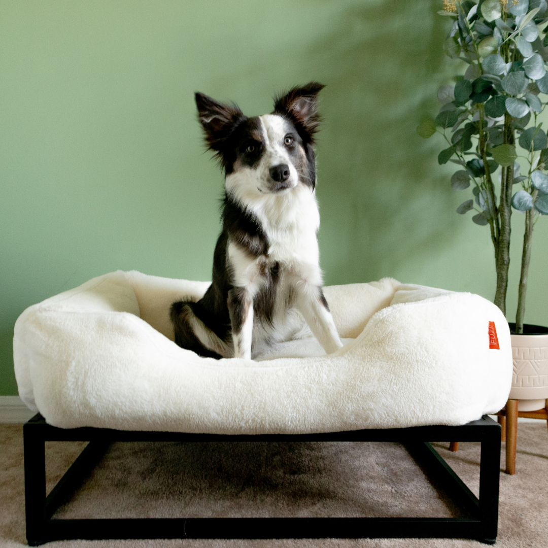 The FUZI Elevated Dog Bed