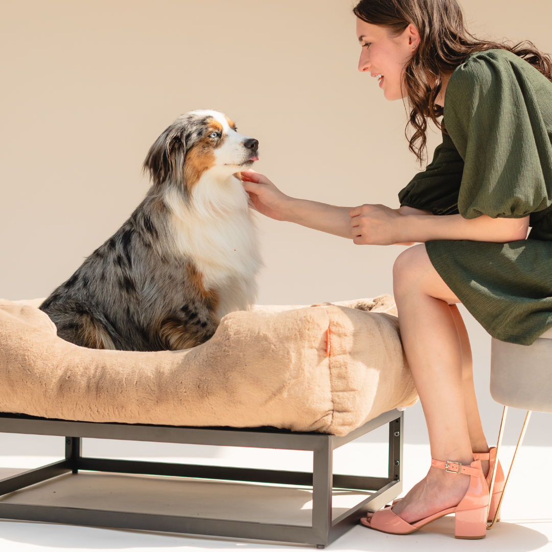 The FUZI Elevated Dog Bed